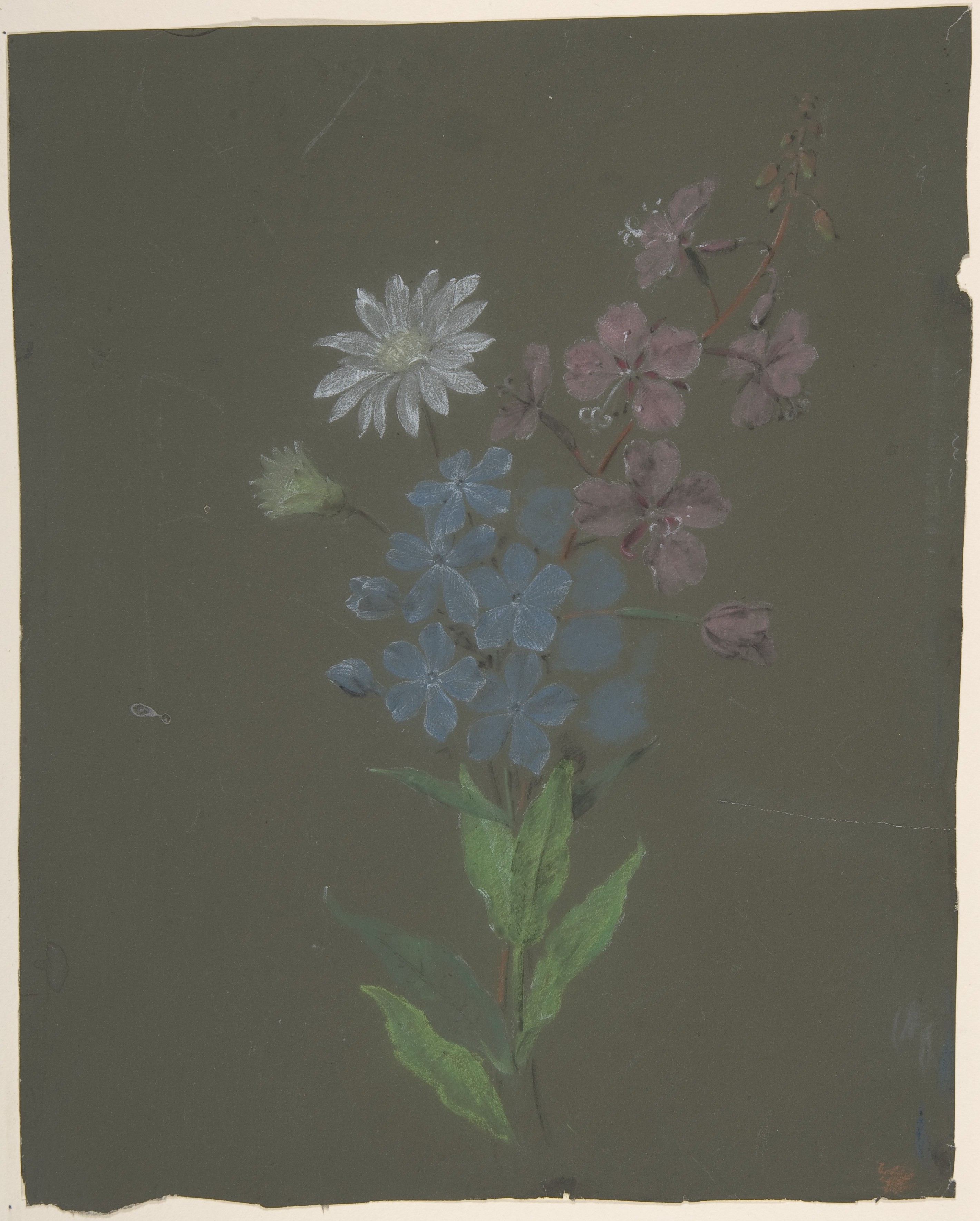 Botanical Drawing of Mixed Wildflowers