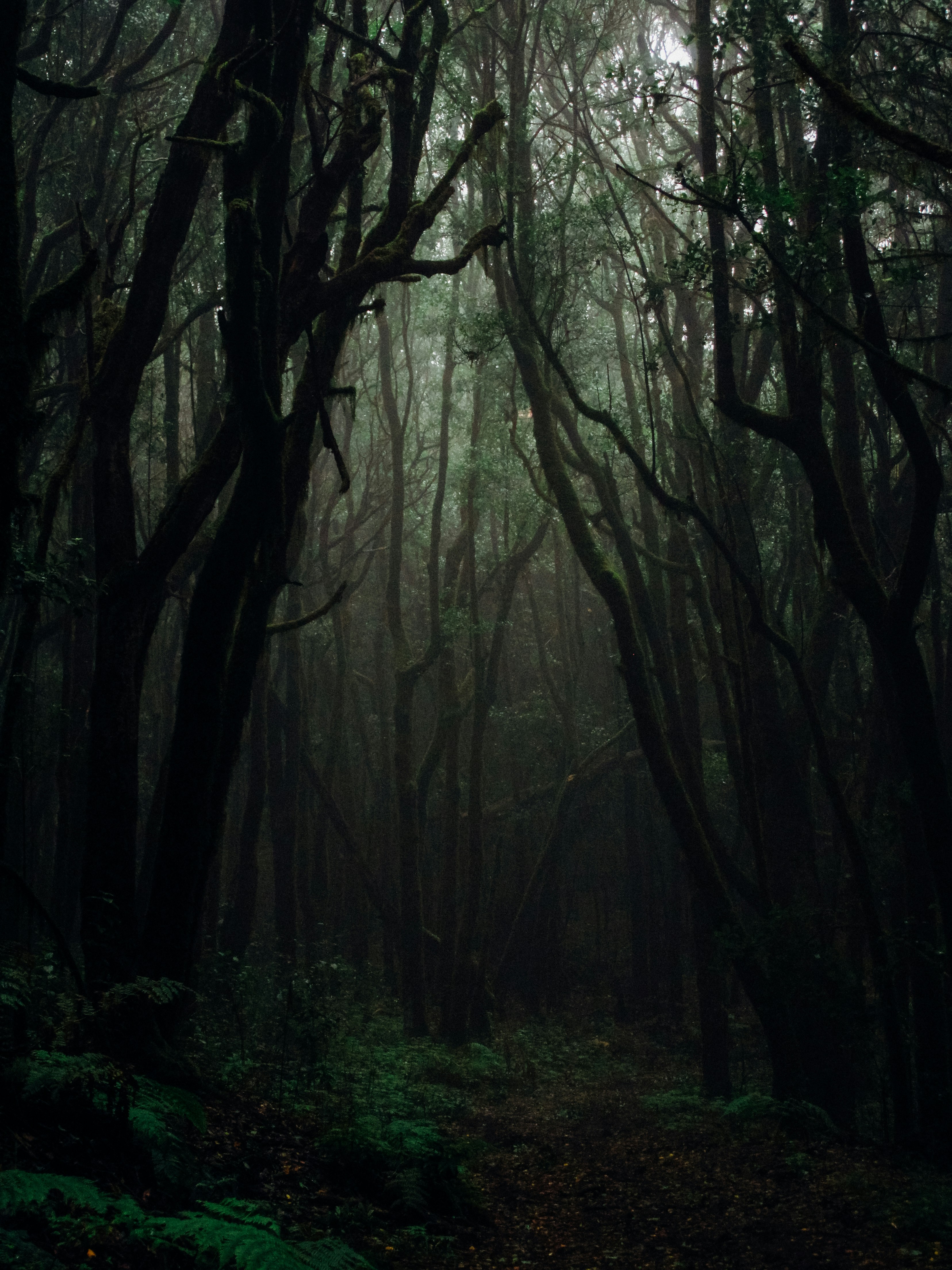 Misty Dense Forest