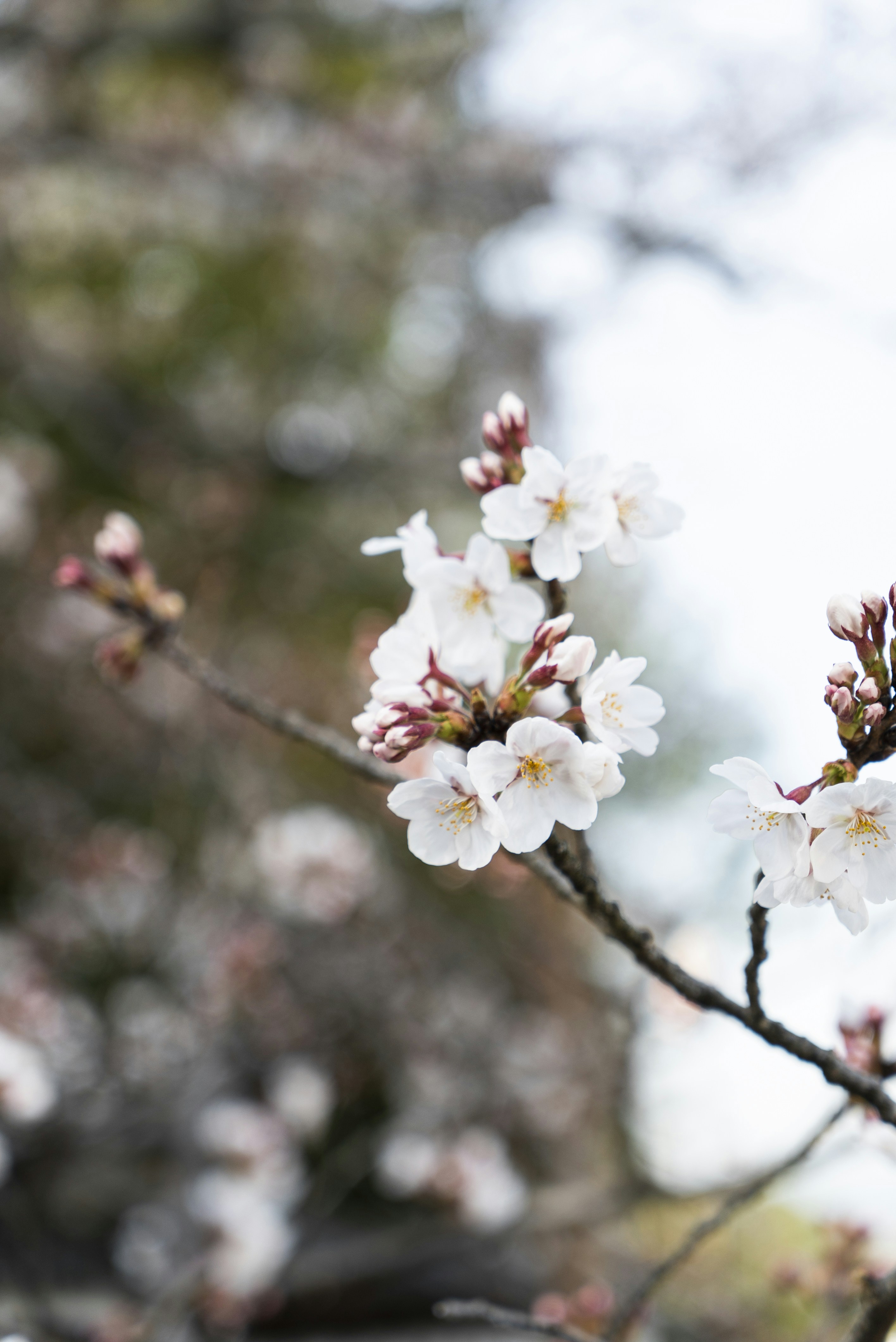 Blooming White Cherry Blossoms