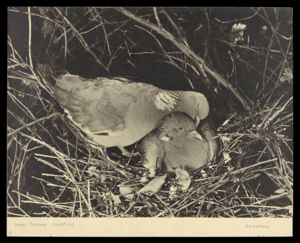 Wood Pigeons Courting