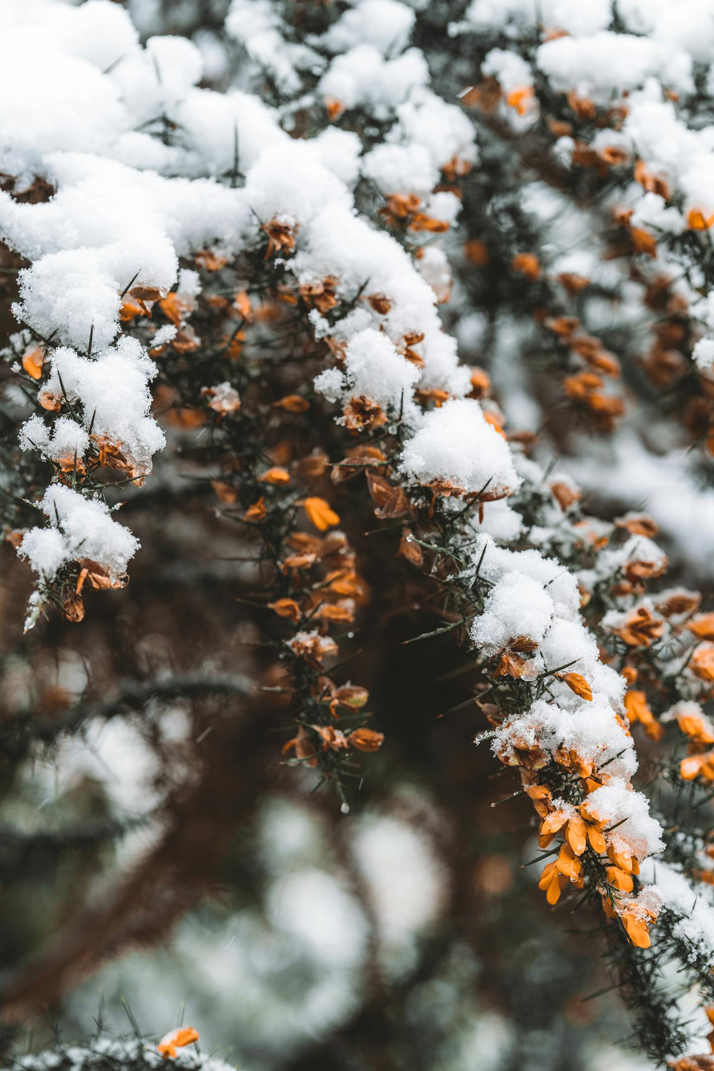 Snow Covered Orange Flower Branches — Encyclopedia
