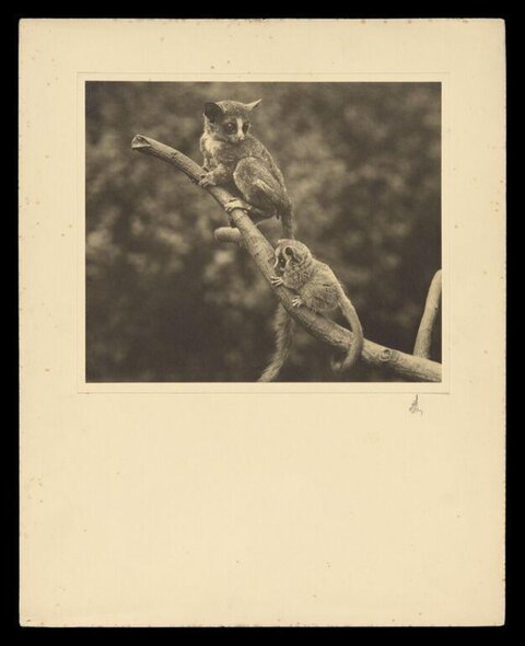 Two Bushbabies on Tree Branch