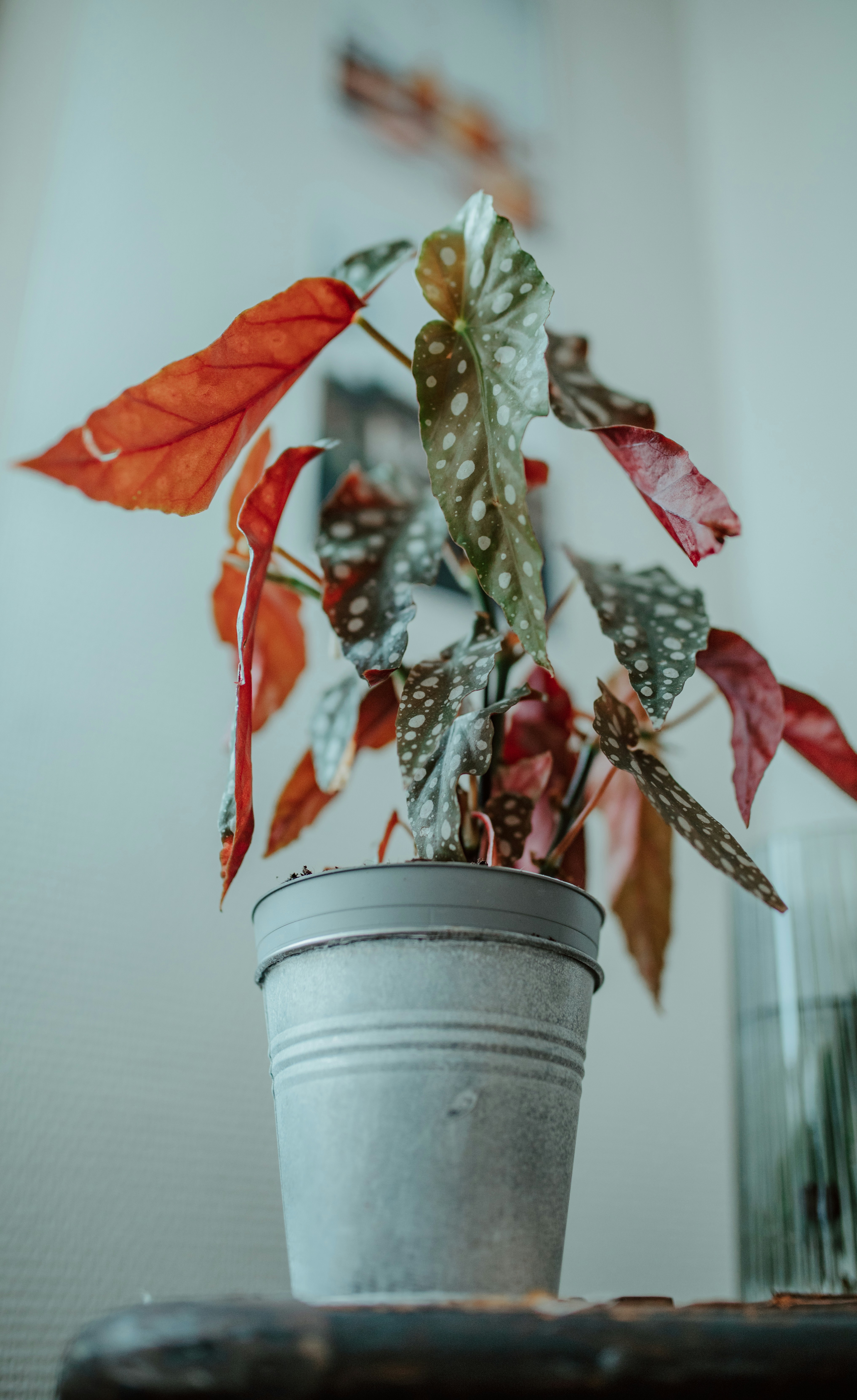 Home Decoration