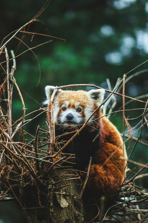 Red Panda Perched on Tree Stump