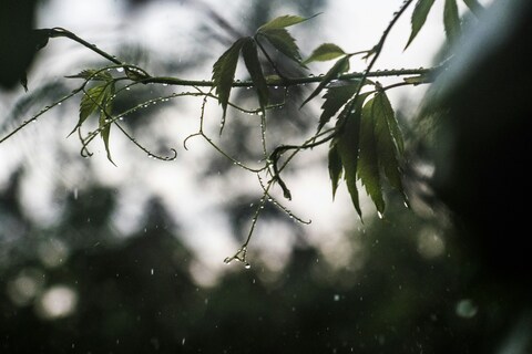 Raindrops on Vine Leaves in Rain