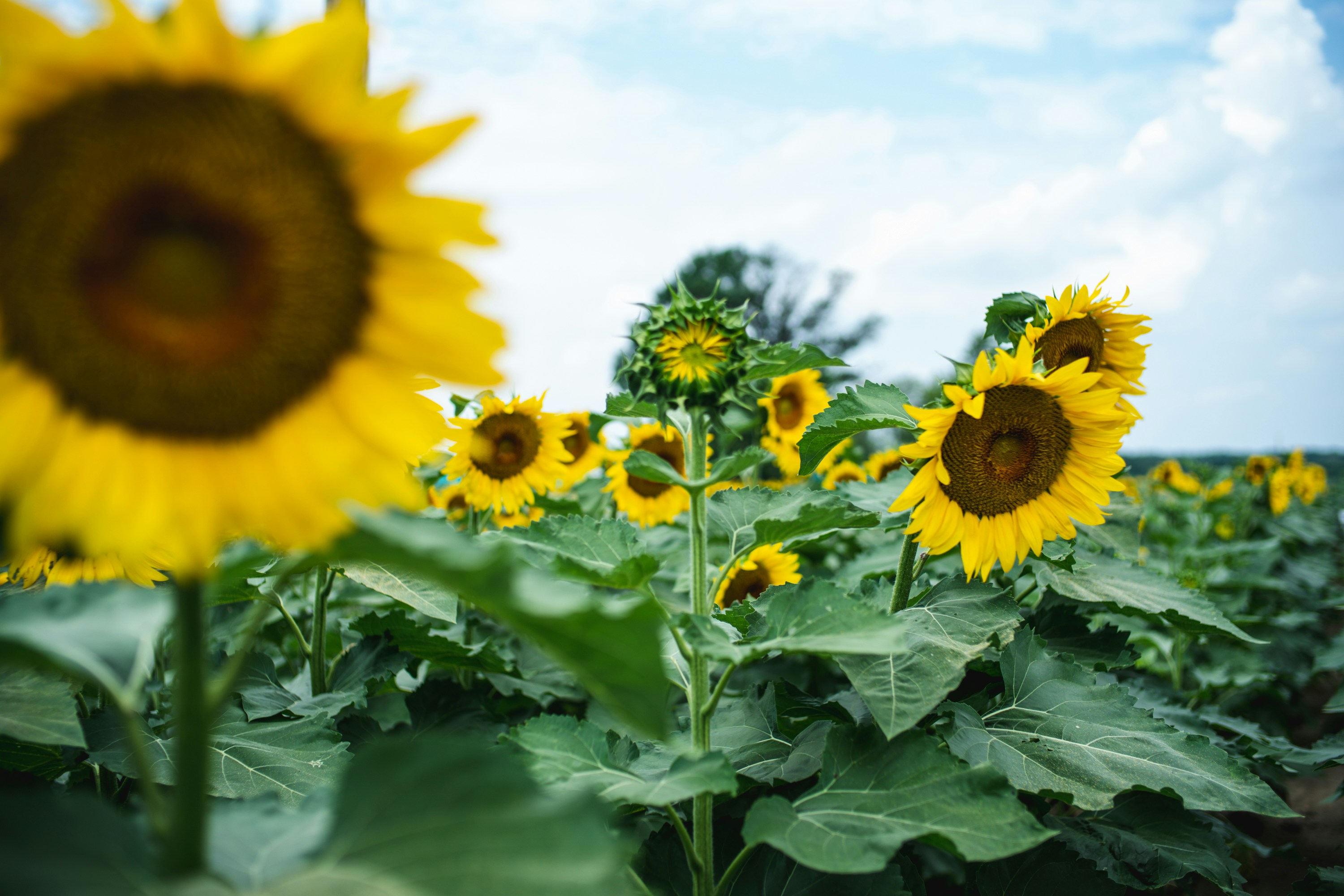 Sunflower Field Under Blue Sky