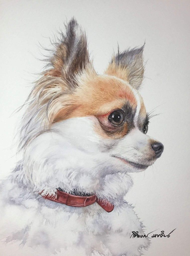 Long Haired Chihuahua Portrait