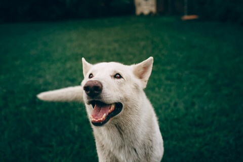 Happy White Dog On Green Grass
