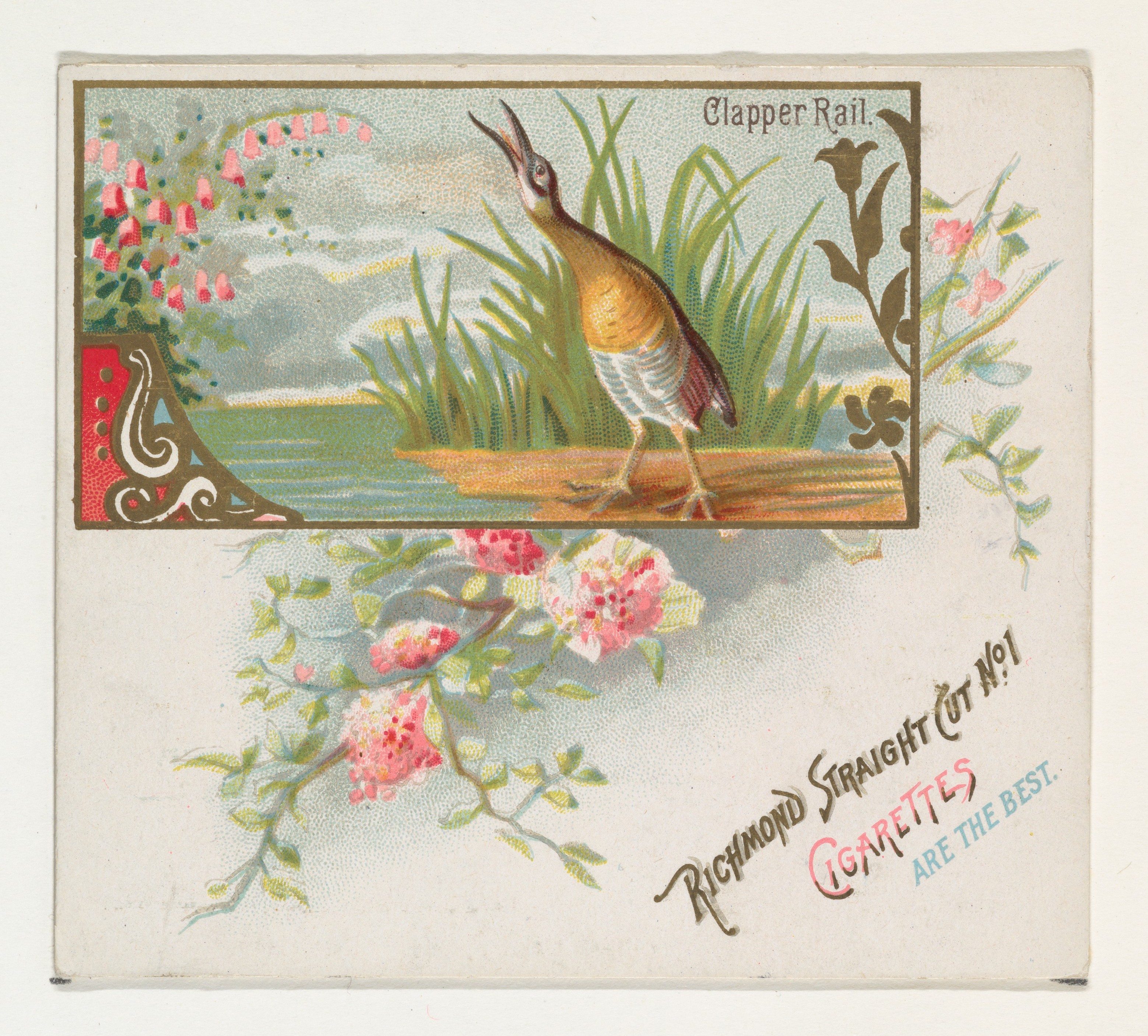 Clapper Rail Vintage Cigarette Card