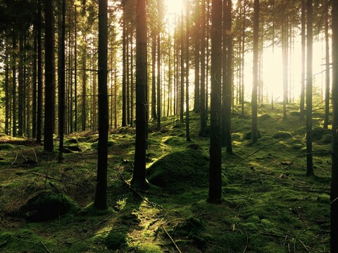Sunlit Mossy Forest
