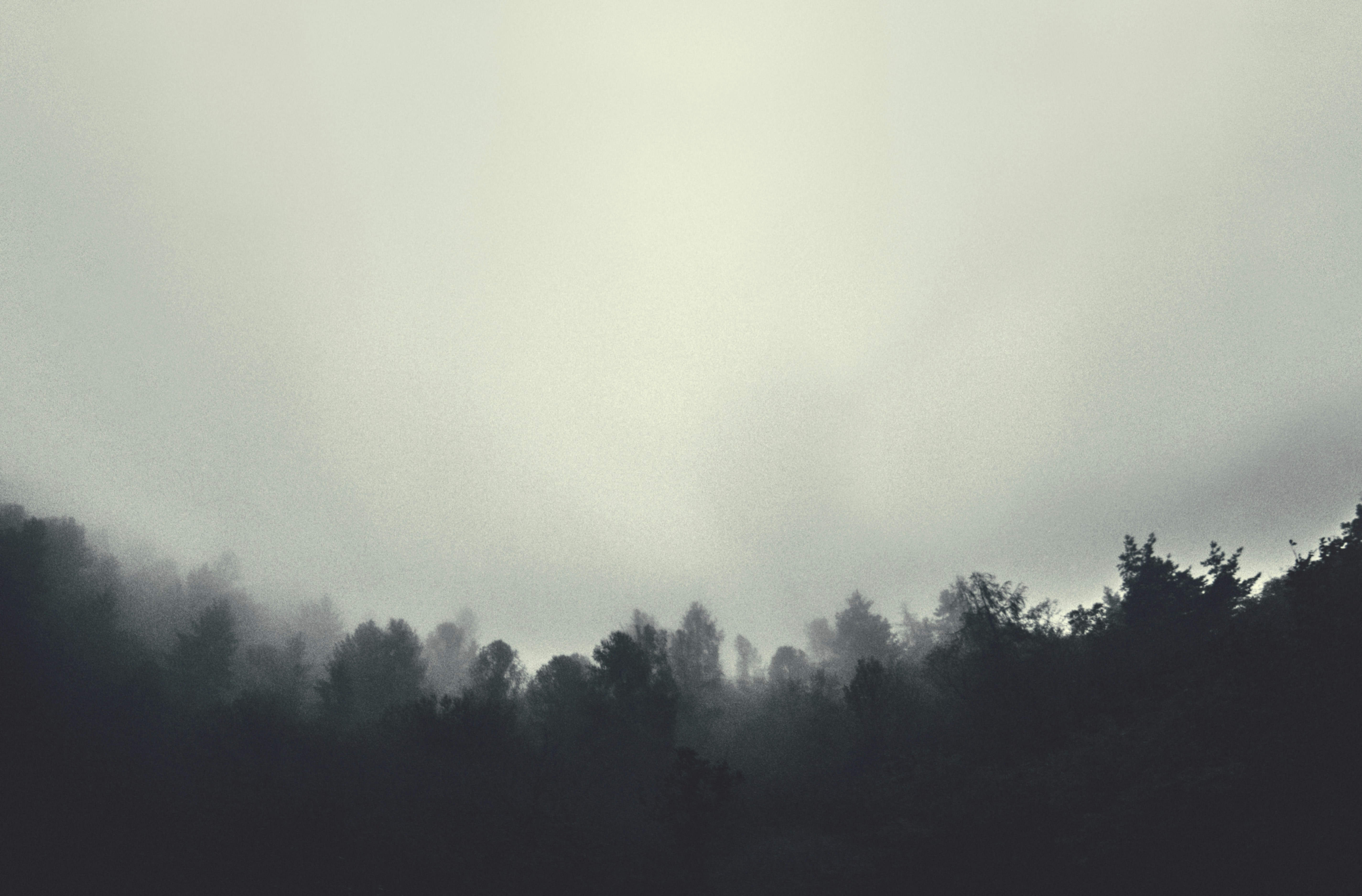 Foggy Forest Hillside