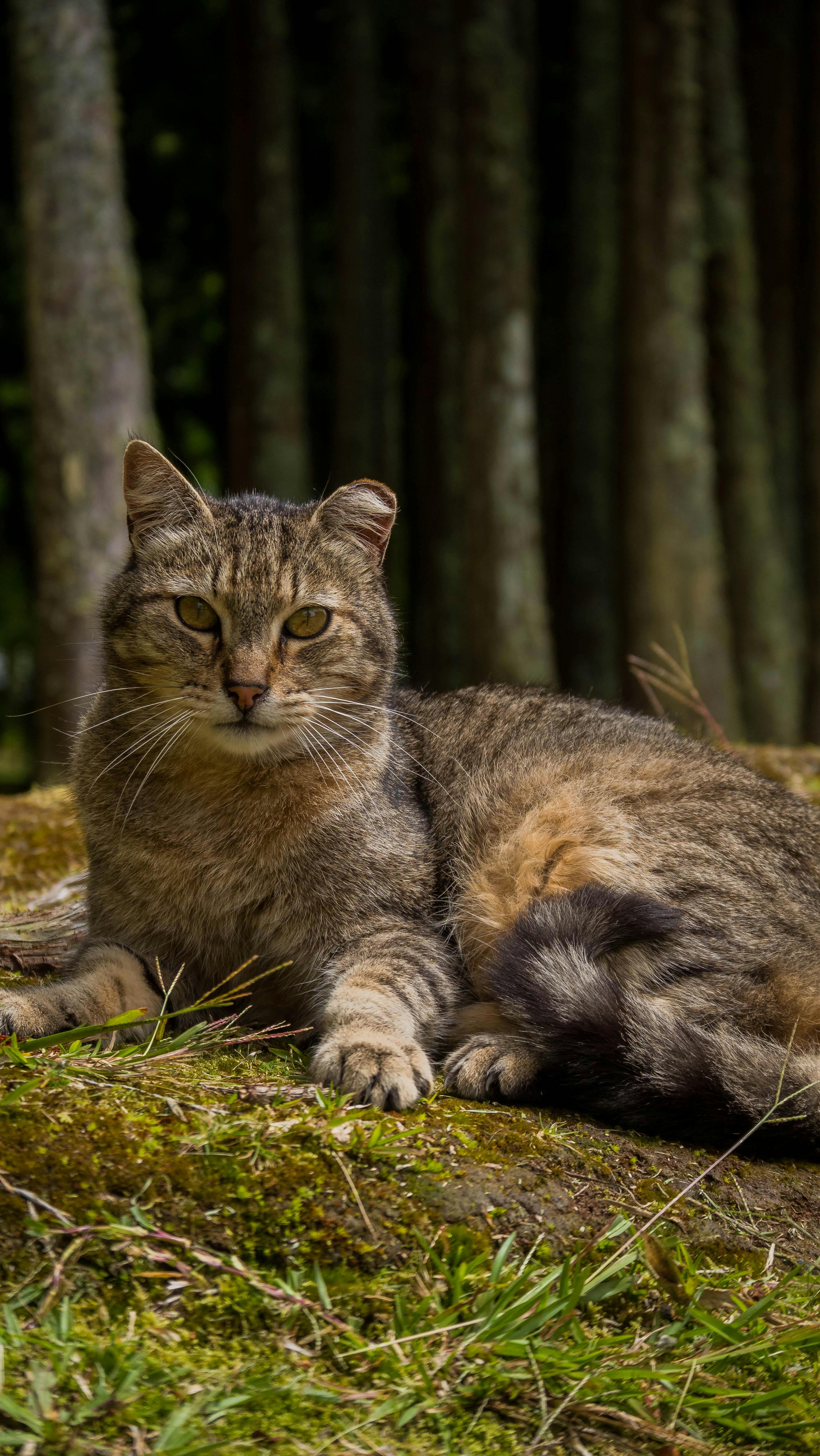 Tabby Cat Resting in Forest