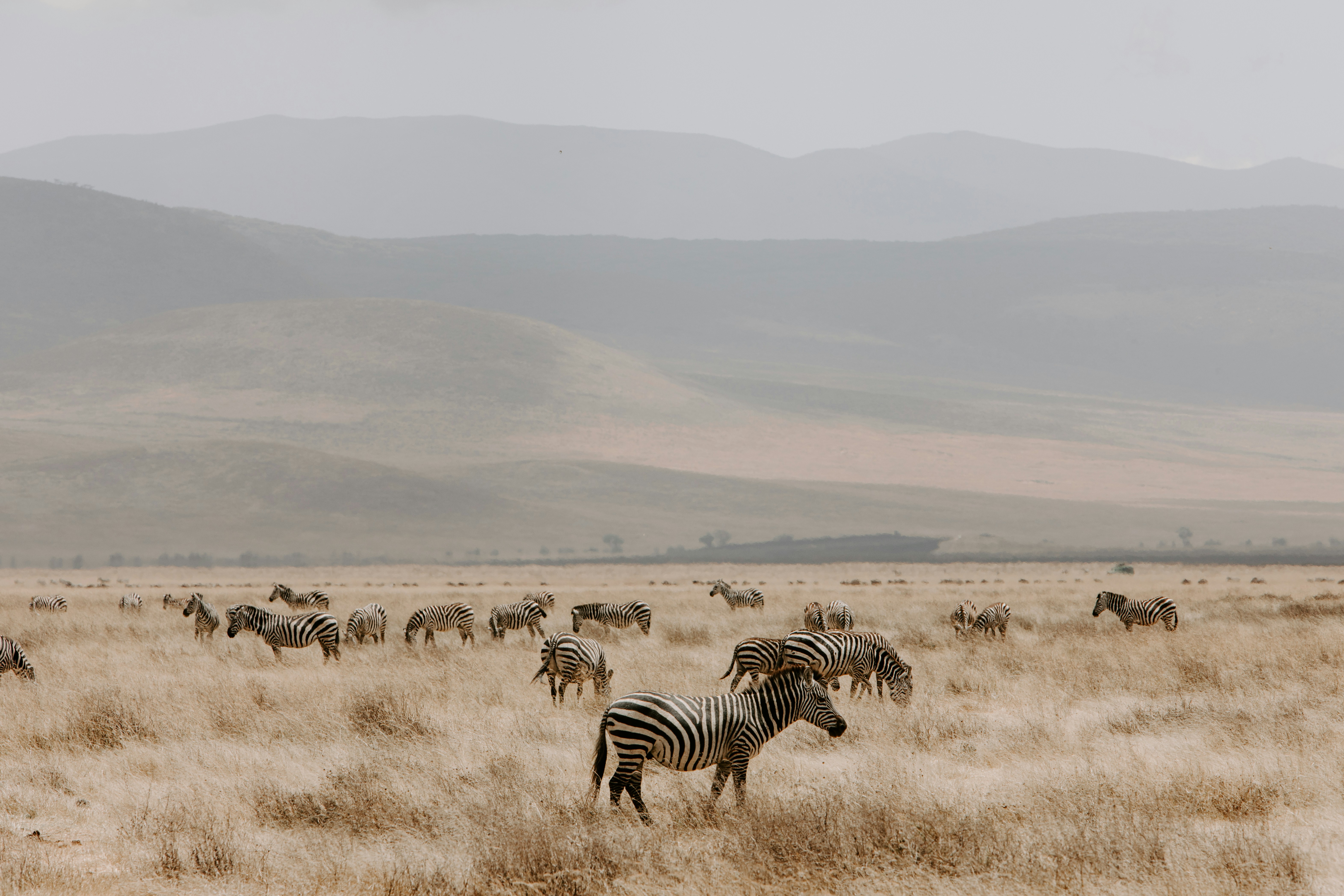 Zebra Herd on African Savanna