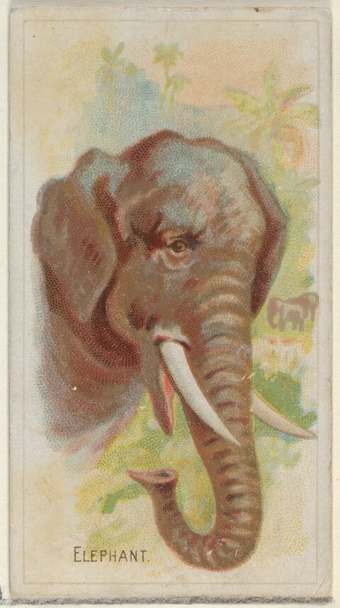 Vintage Elephant Illustration