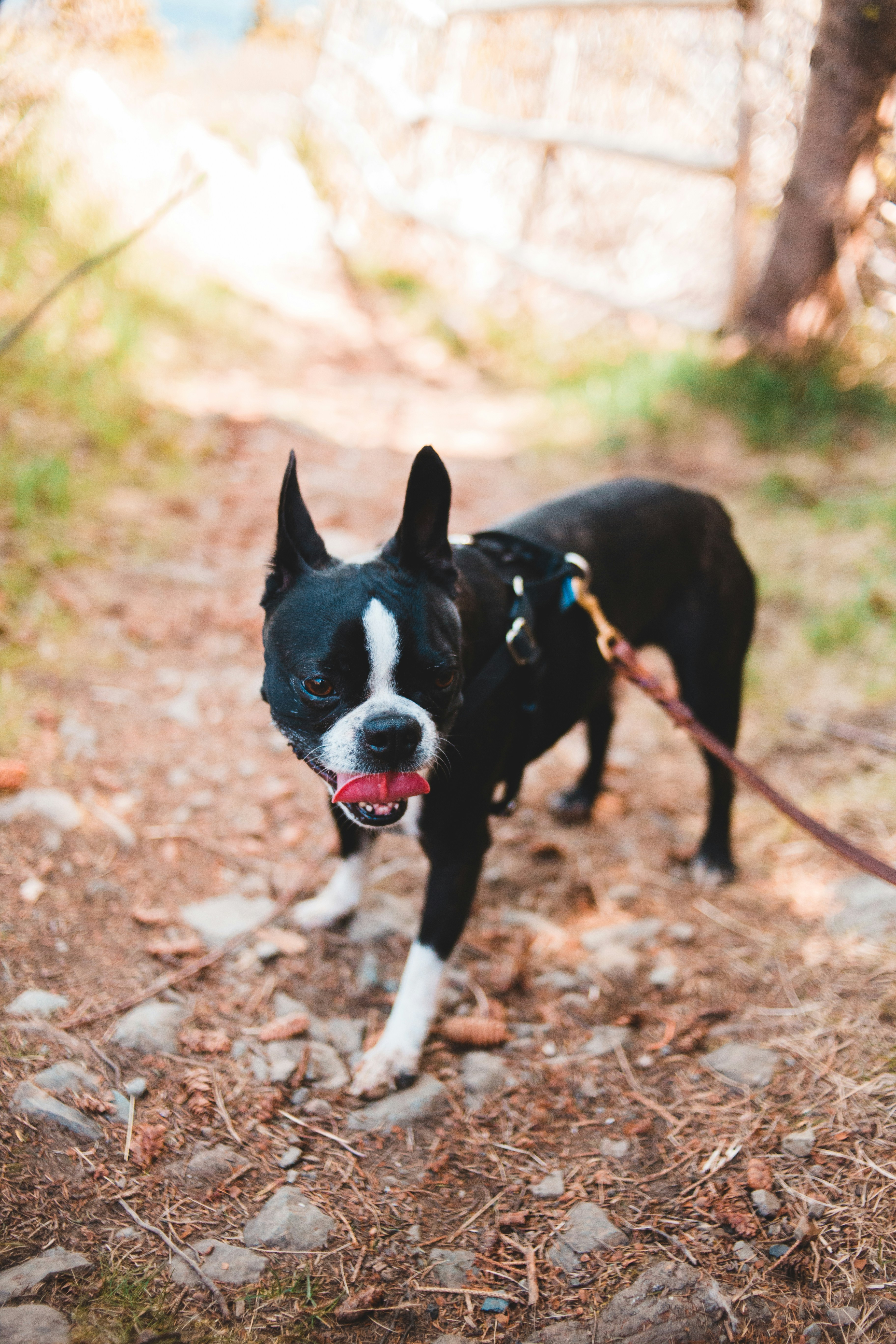 Boston Terrier Hiking on Woodland Trail