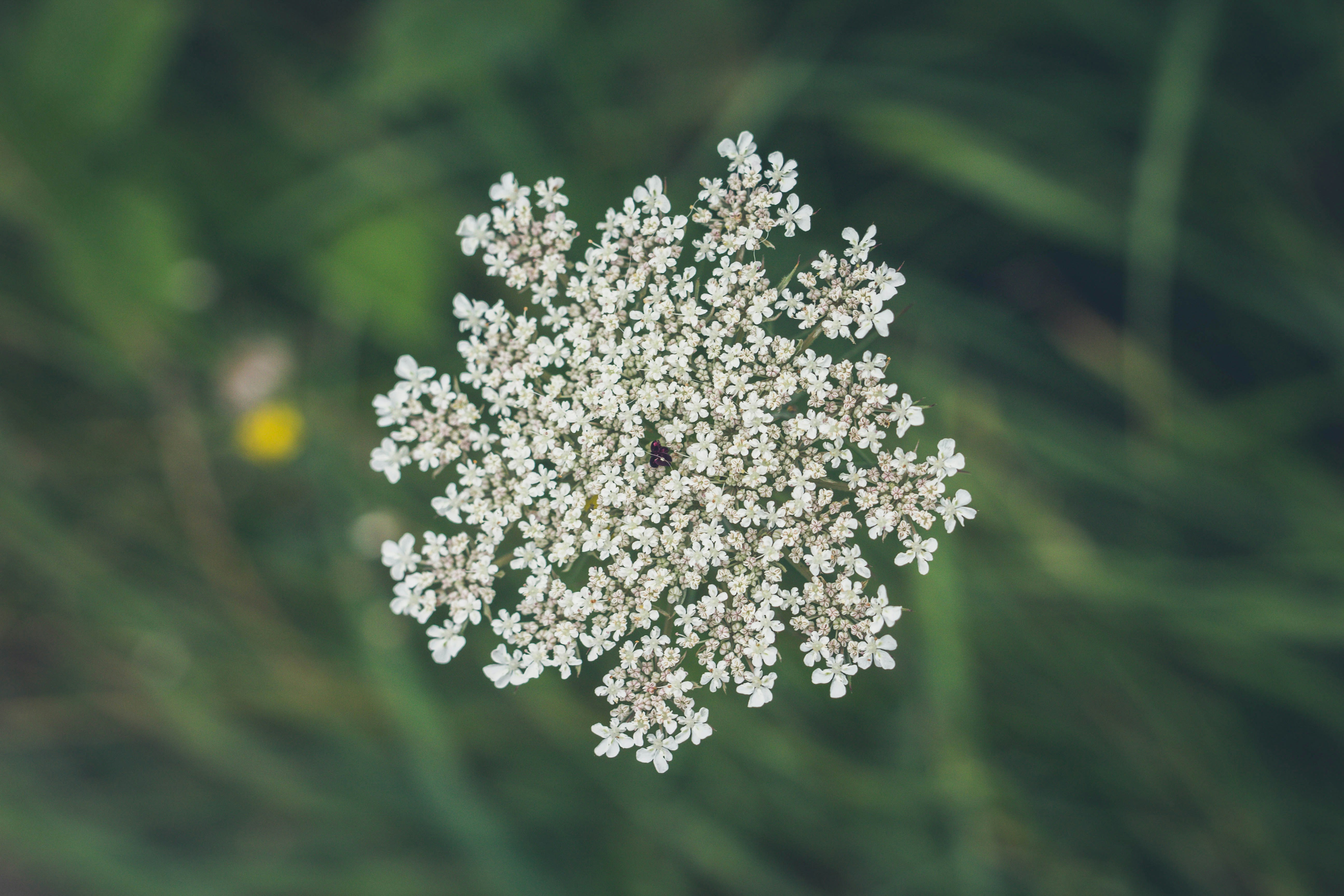 Blooming Queen Anne's Lace