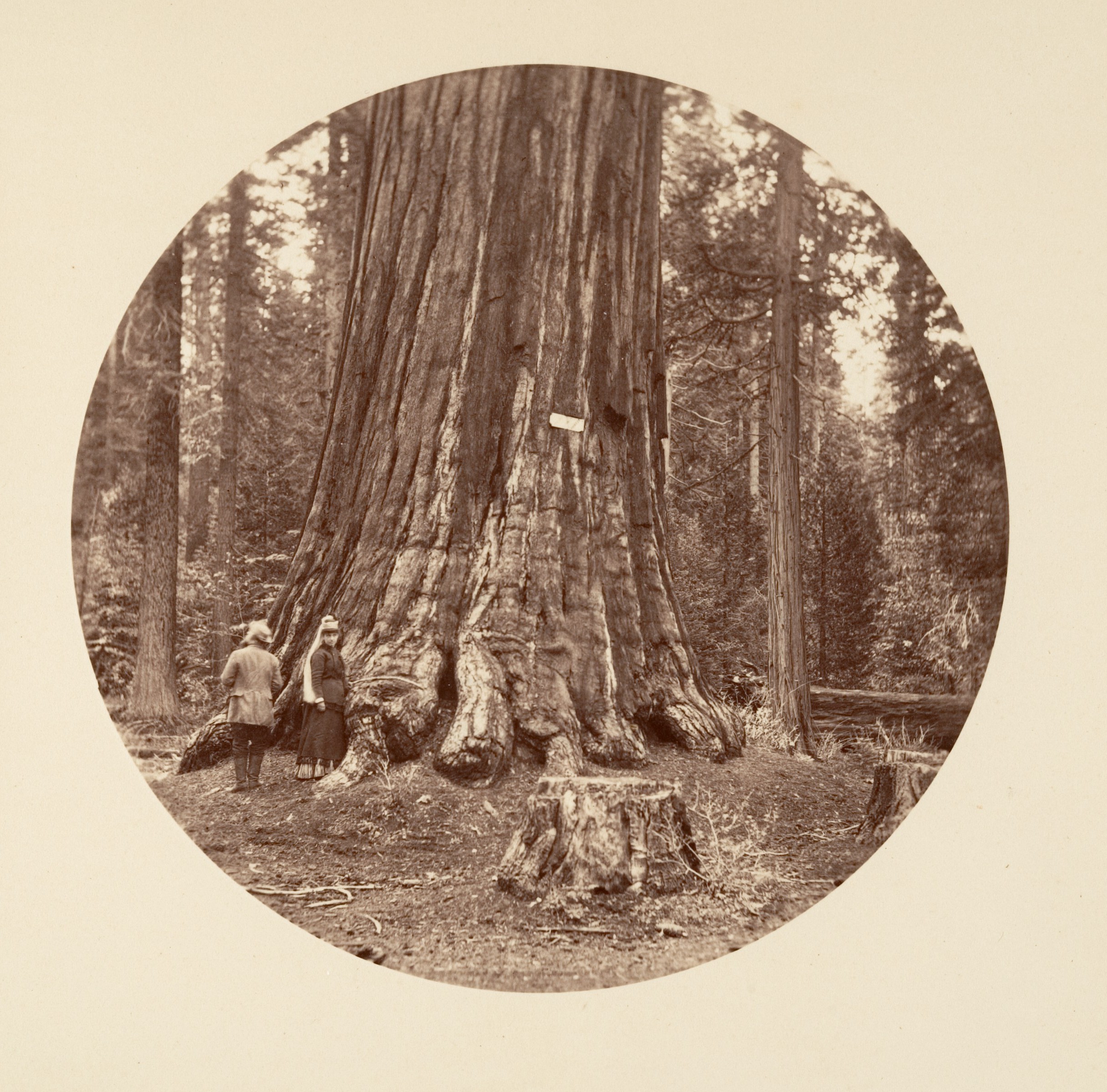 Two People by Giant Redwood Tree