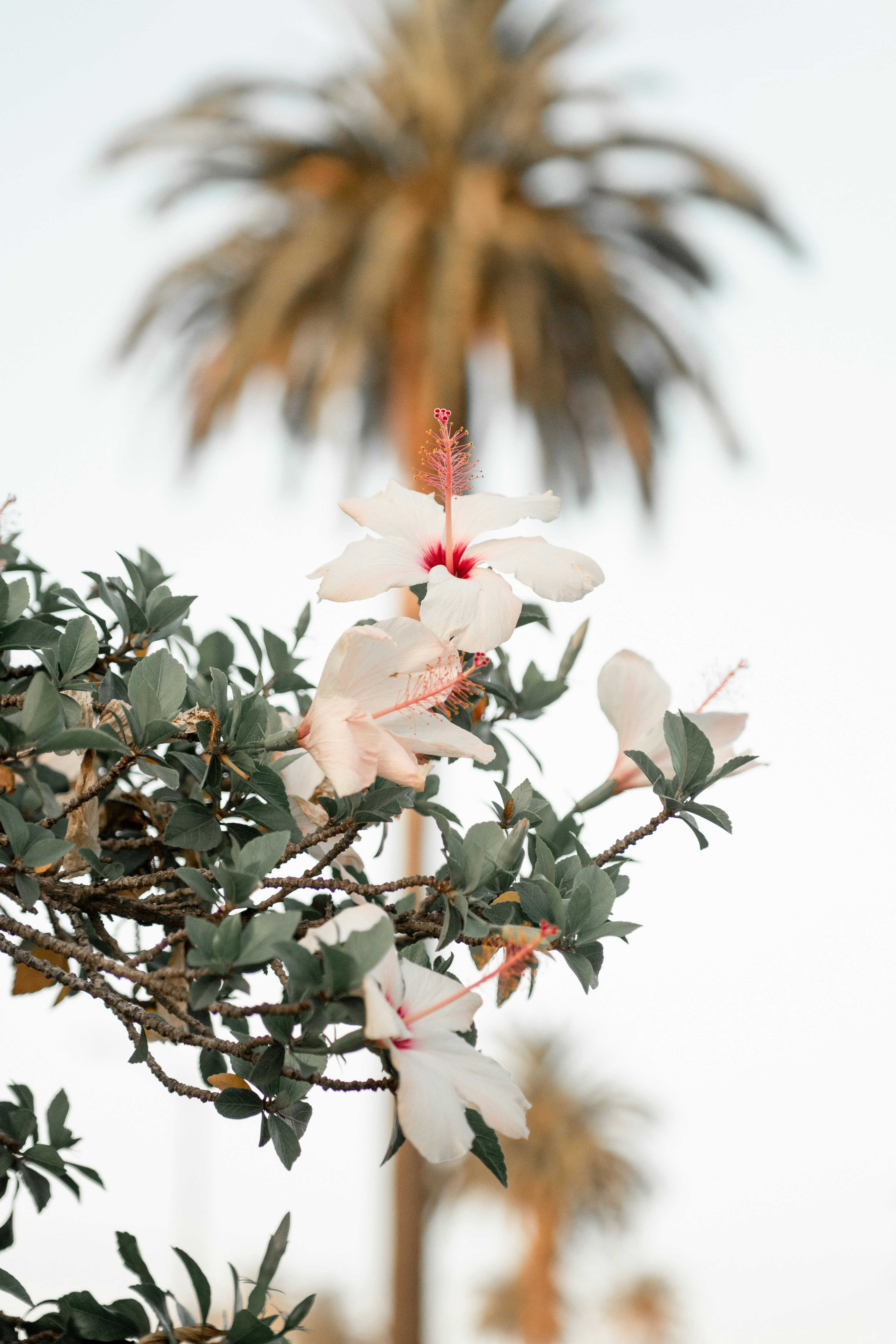 White Hibiscus Against Palm Trees