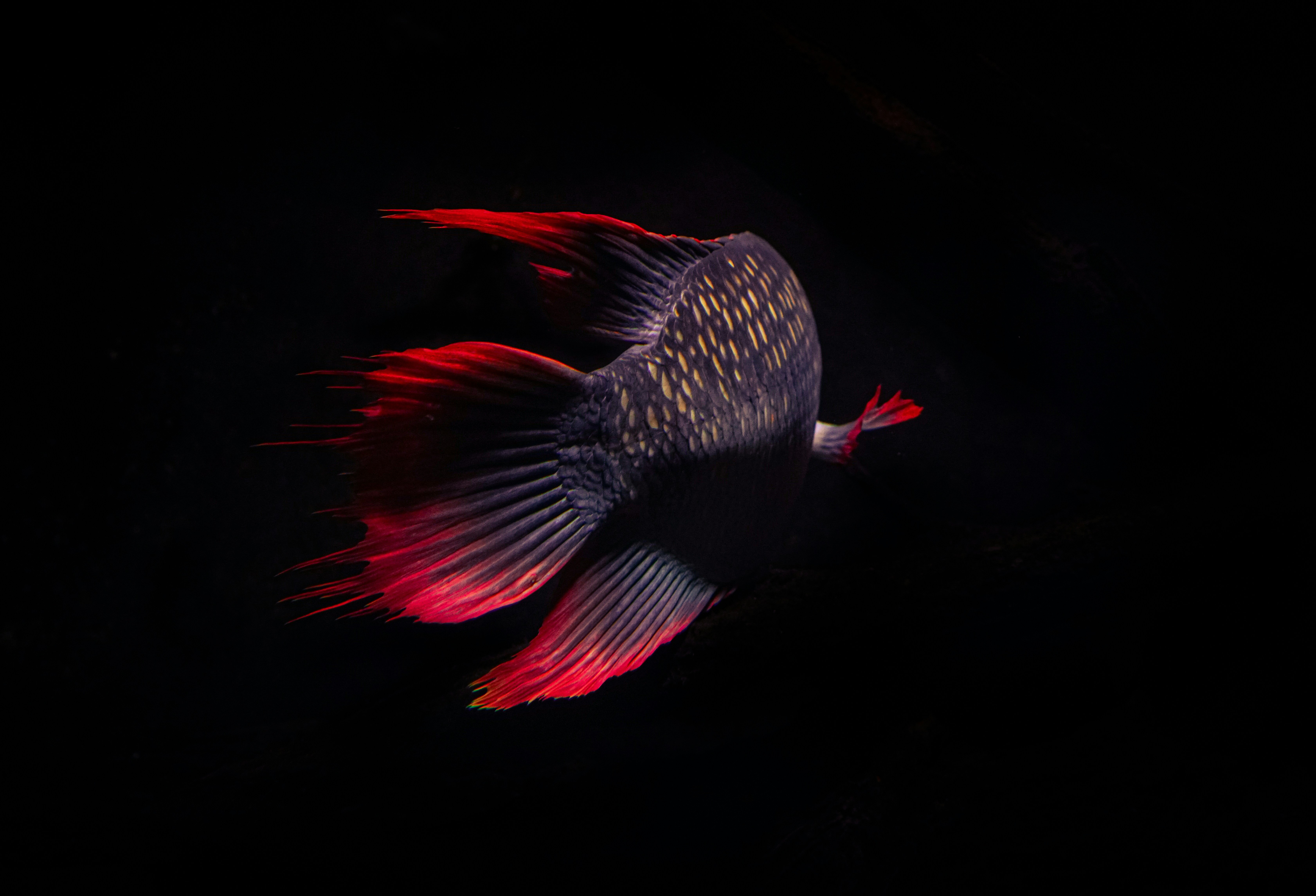 Red-tailed Arowana Rear View