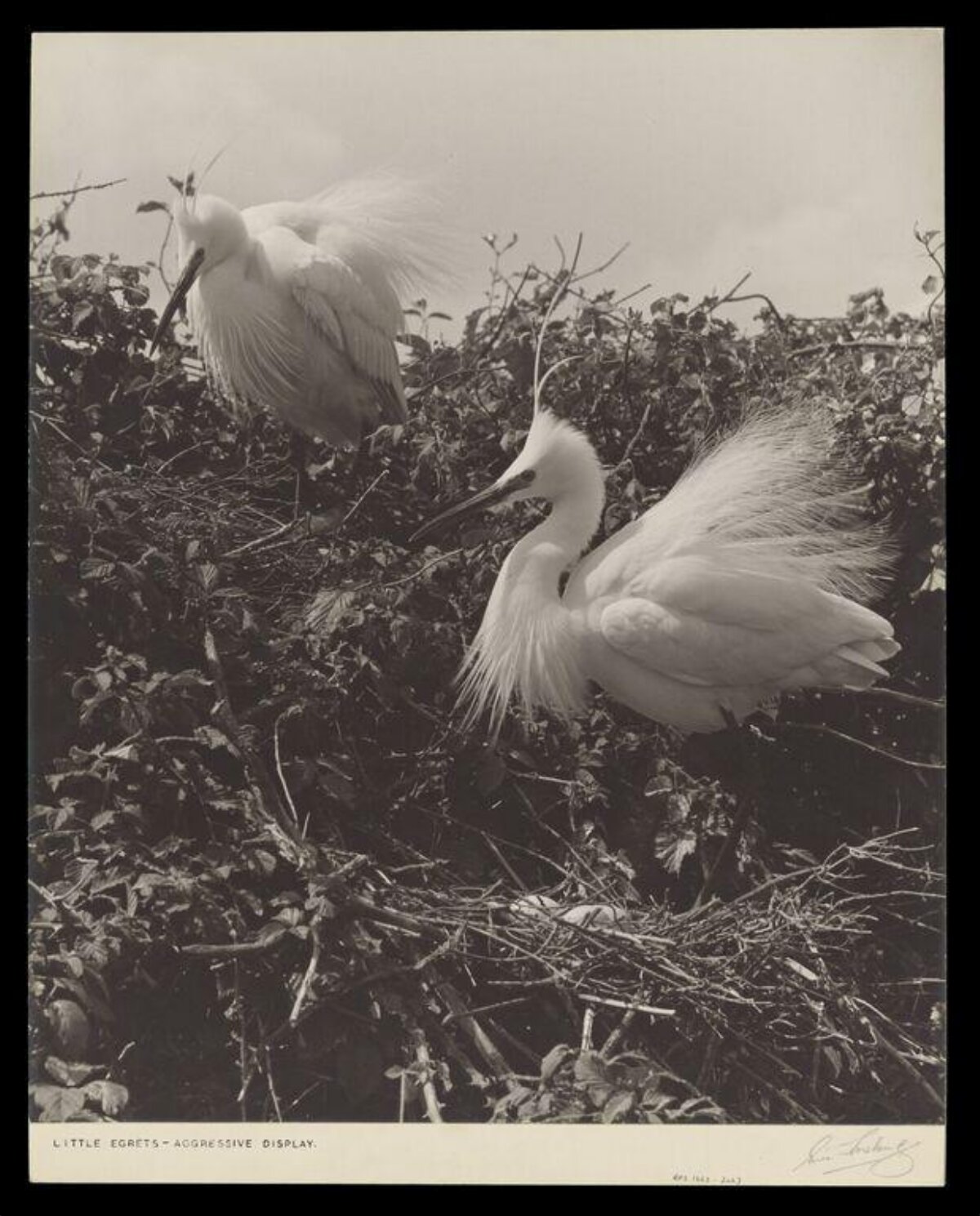 Two Little Egrets Aggressive Display