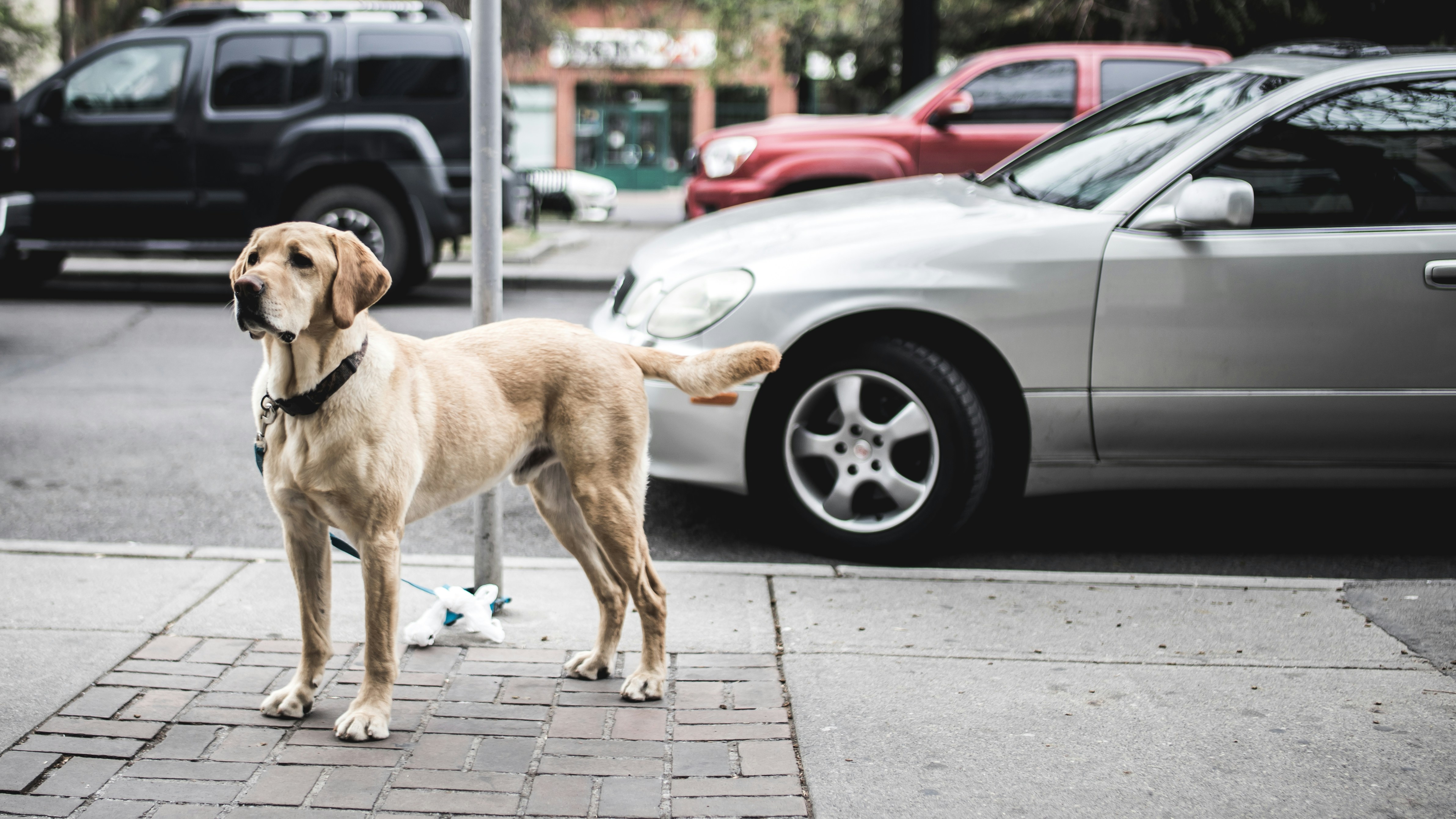 Yellow Labrador Waiting on Sidewalk