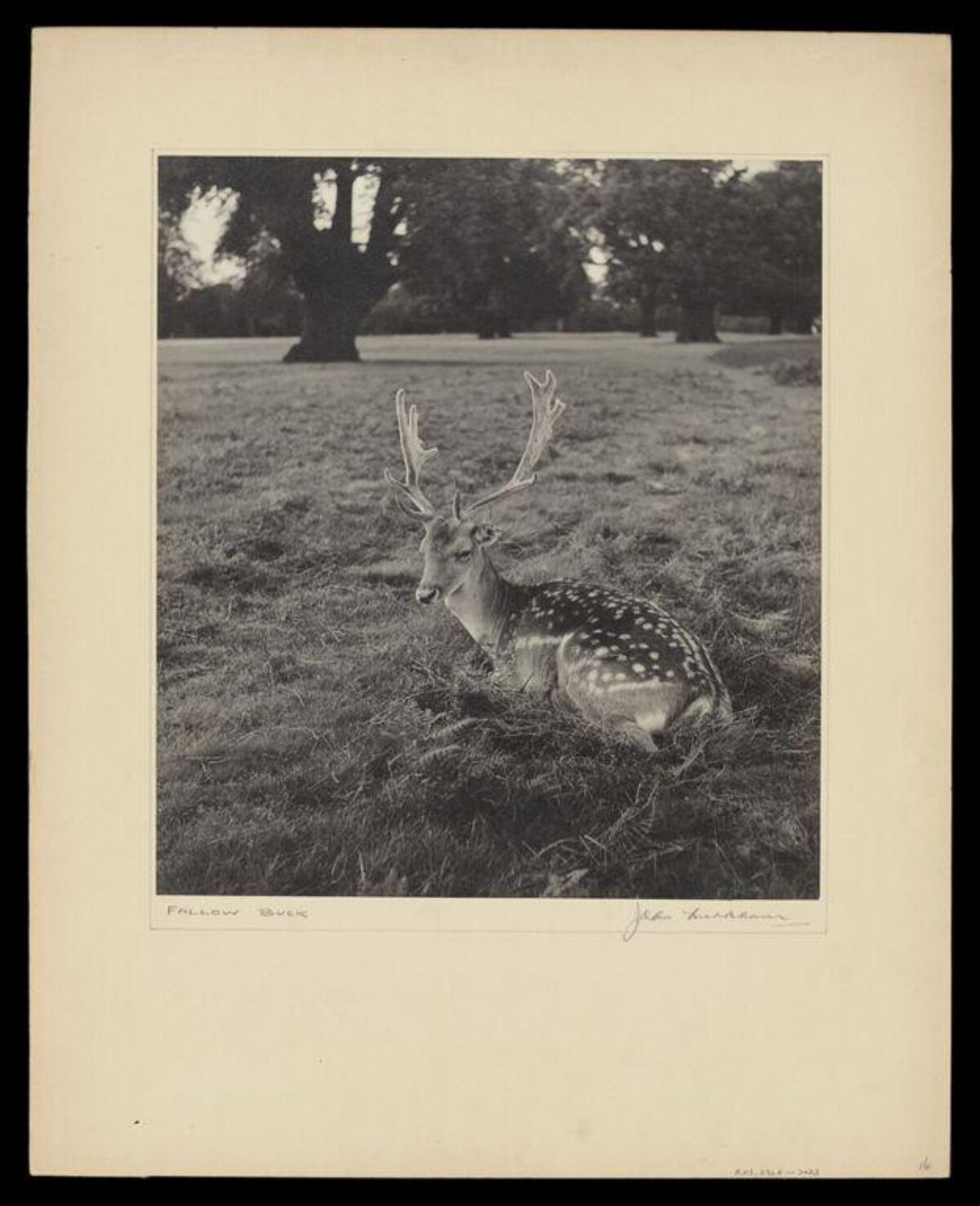 Fallow Buck Resting on Grass