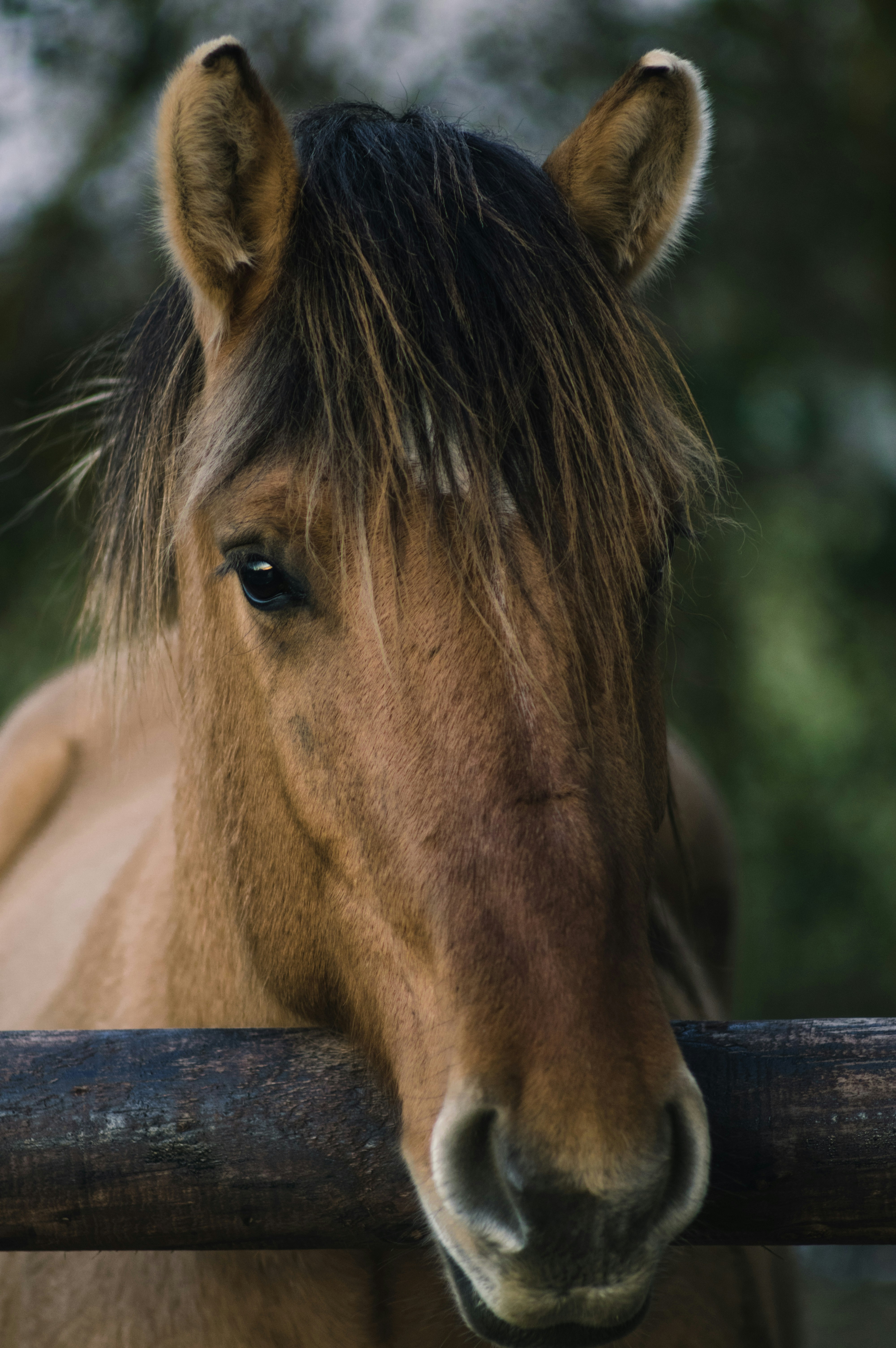 Brown Horse Leaning On Wooden Fence