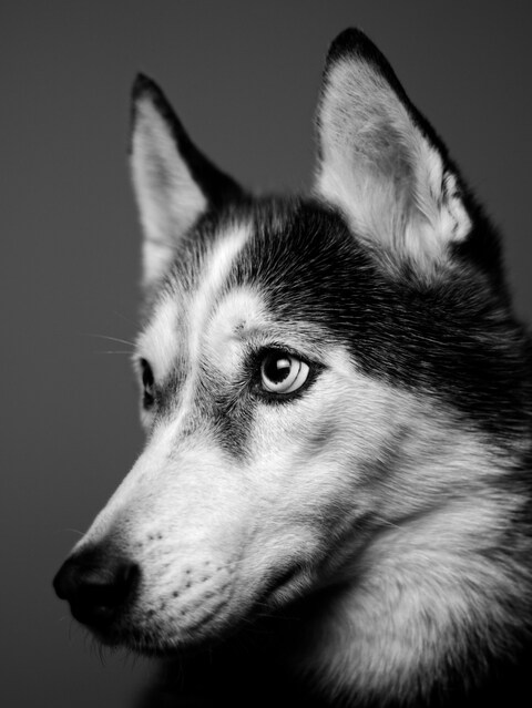 Black and White Husky Portrait