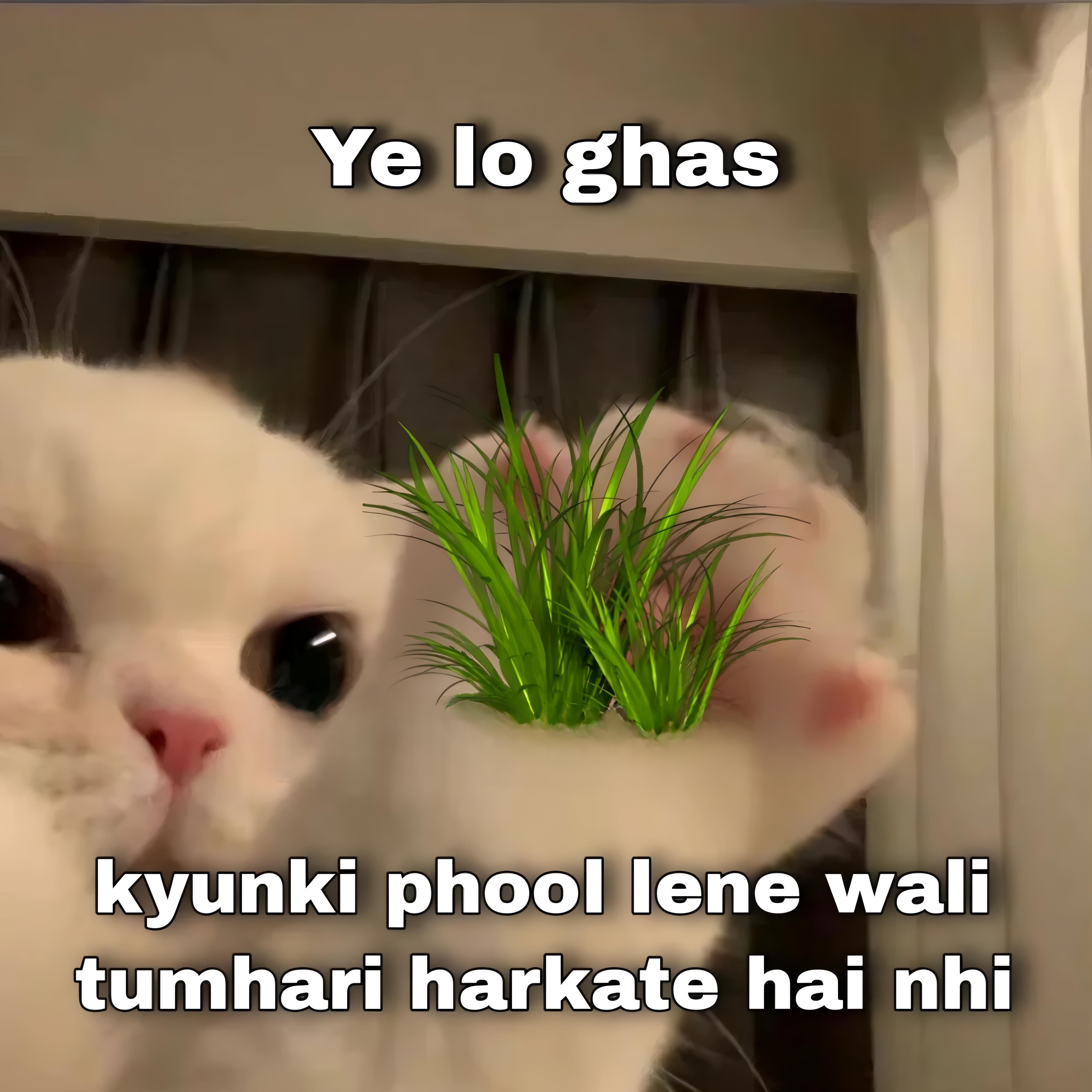 Ye Lo Ghas Funny Cat Meme
