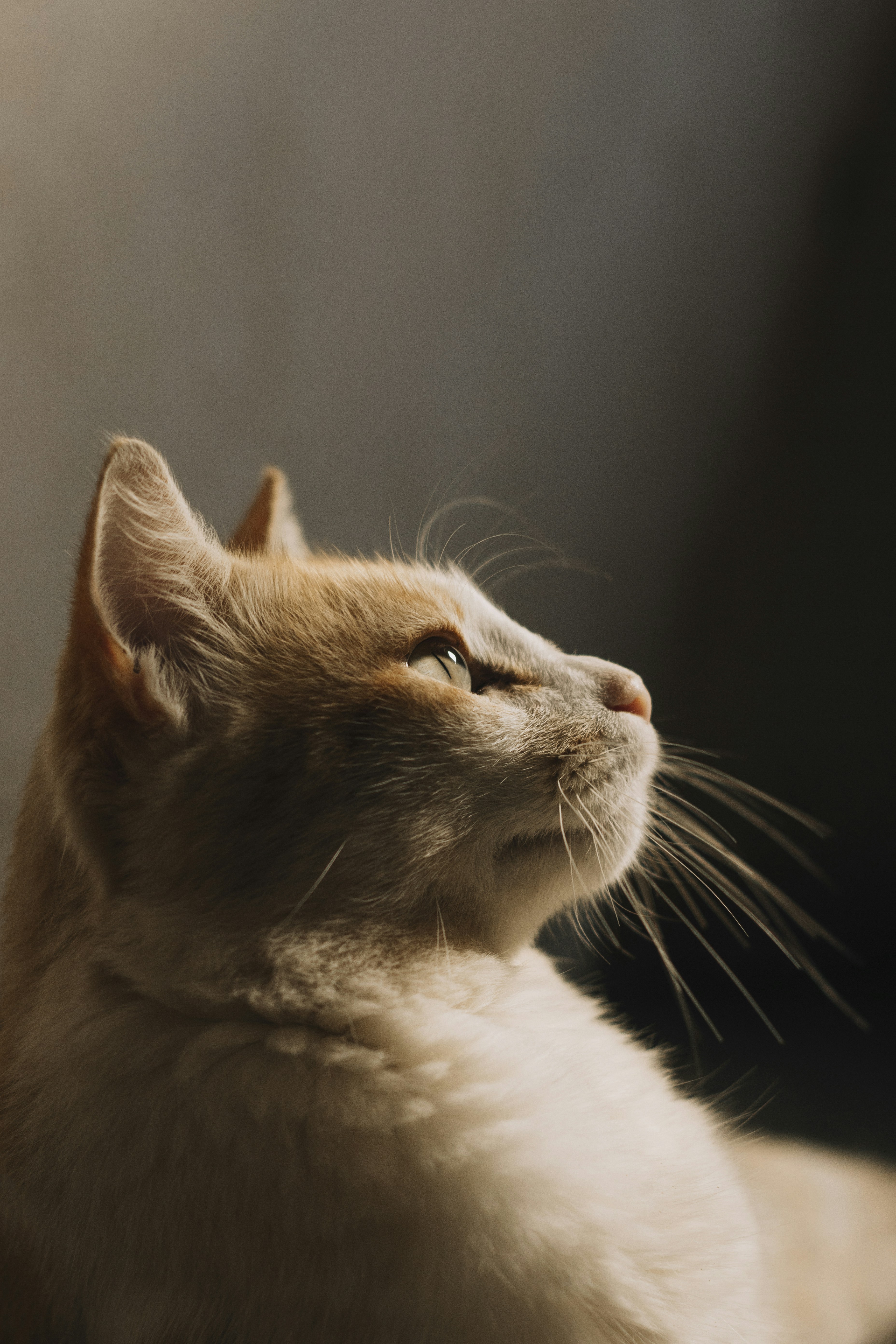 Orange and White Cat Side View