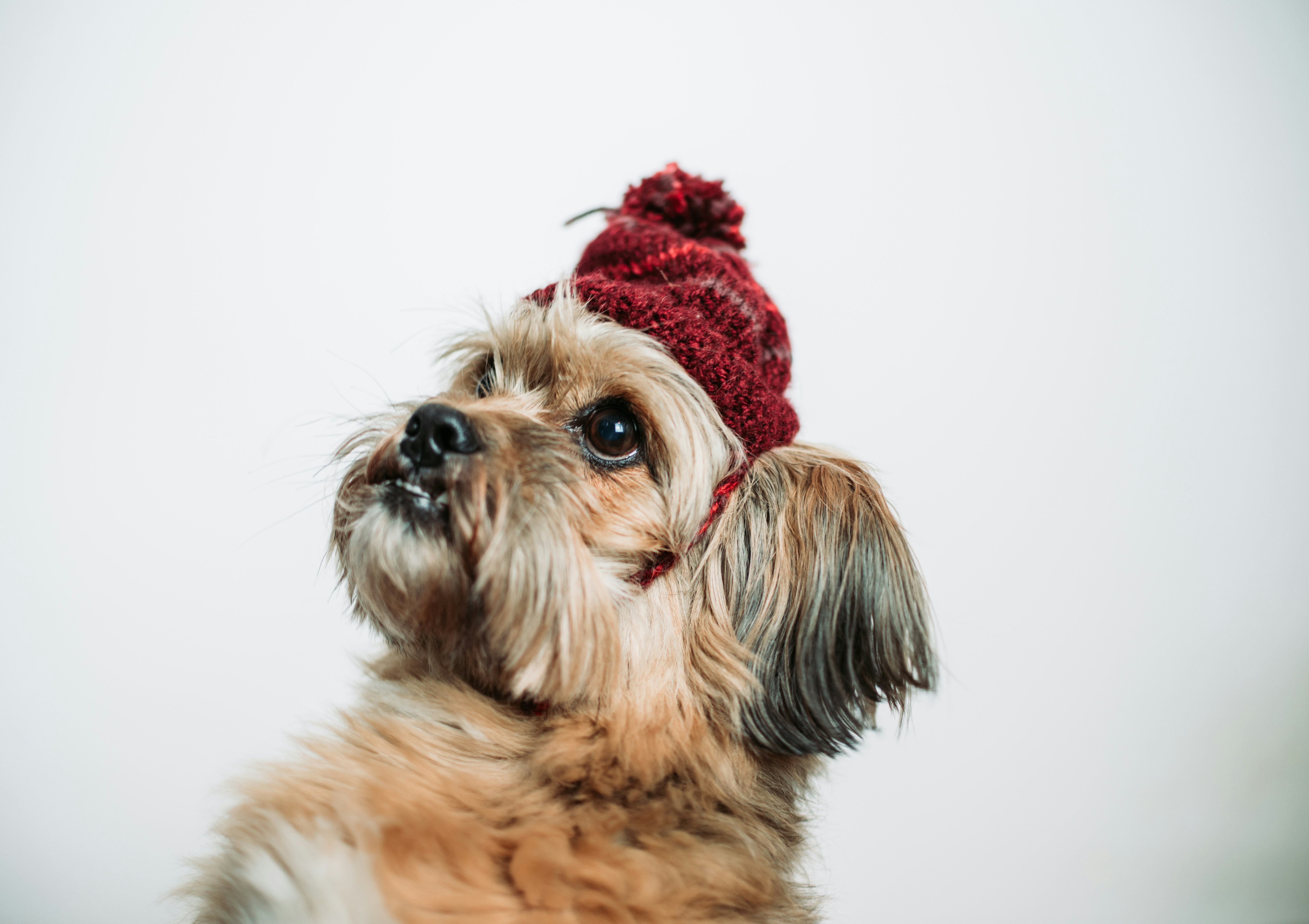 Small Dog Wearing Red Knit Hat