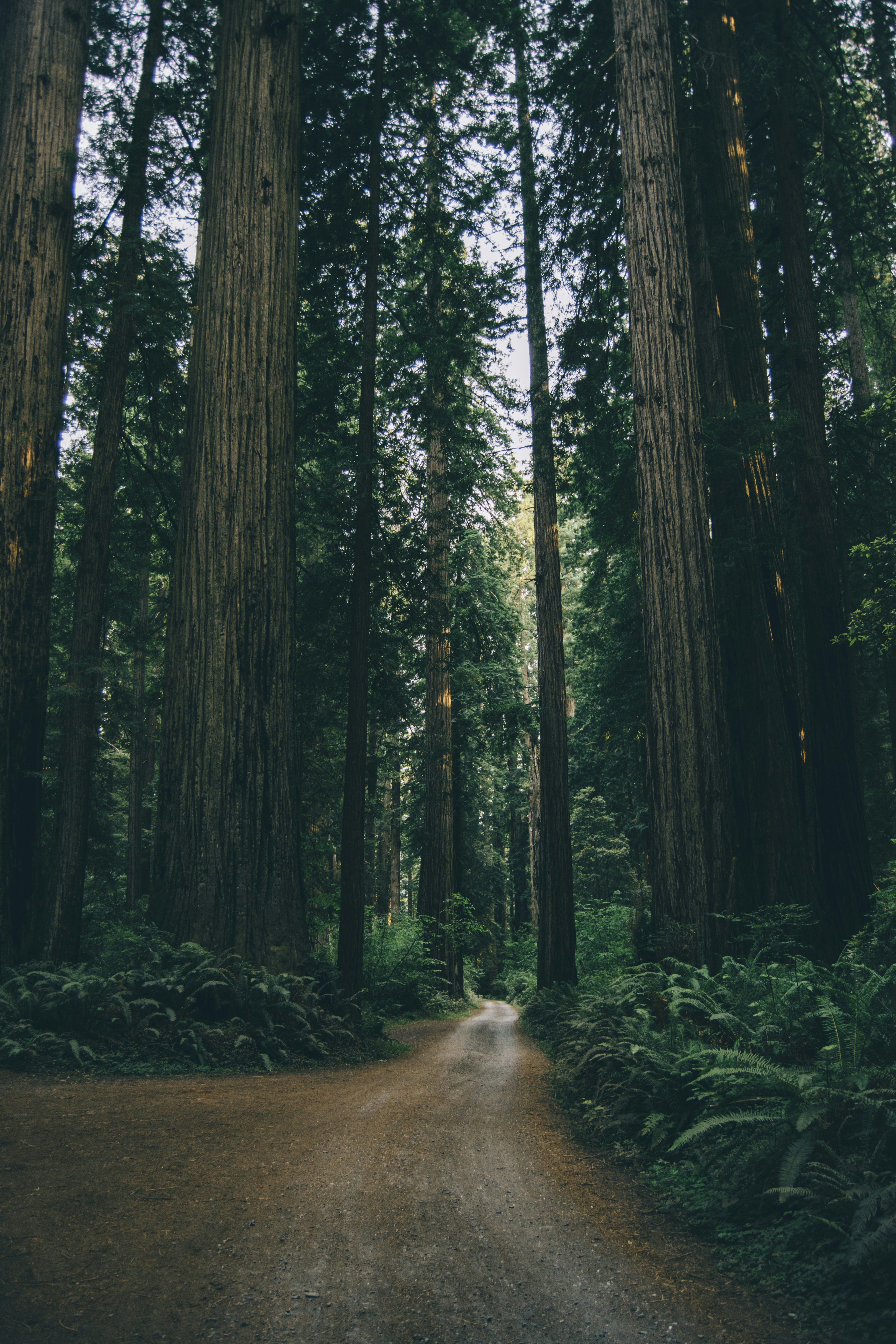 Dirt Path Through Redwood Forest