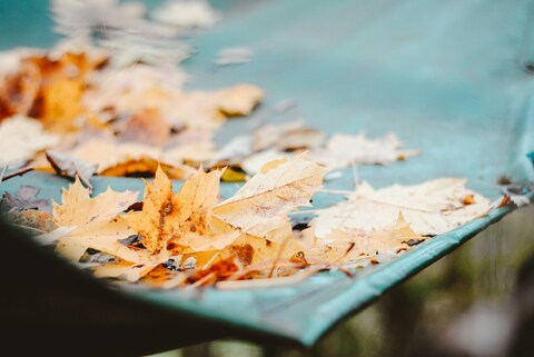 Fallen Autumn Leaves on Bench