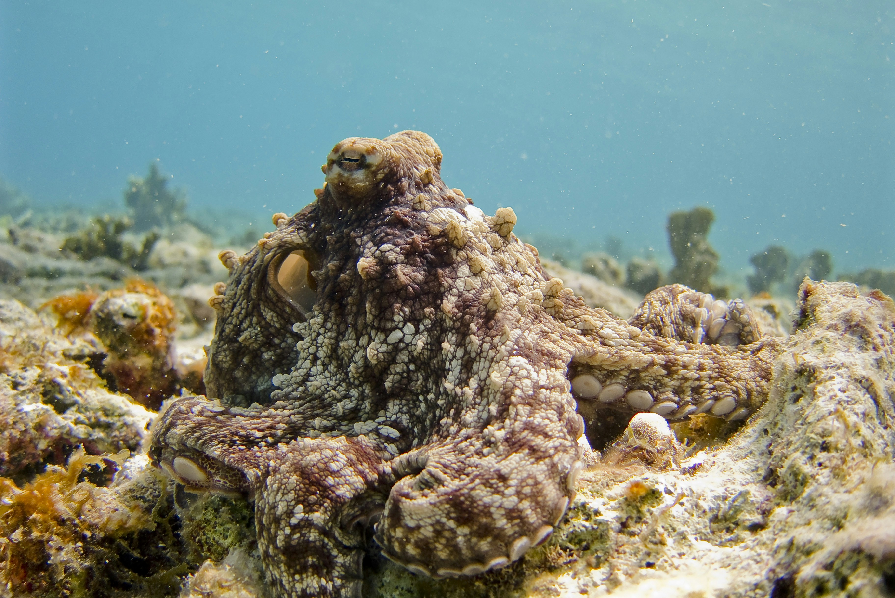 Octopus on Underwater Coral Reef