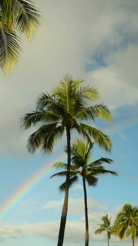 Palm Trees and Rainbow in Partly Cloudy Sky