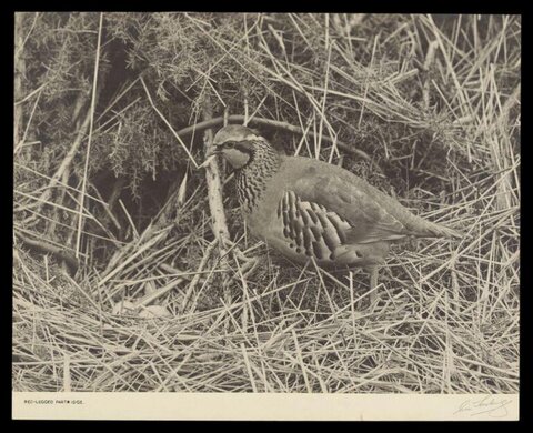 Red-legged Partridge in Dry Grass