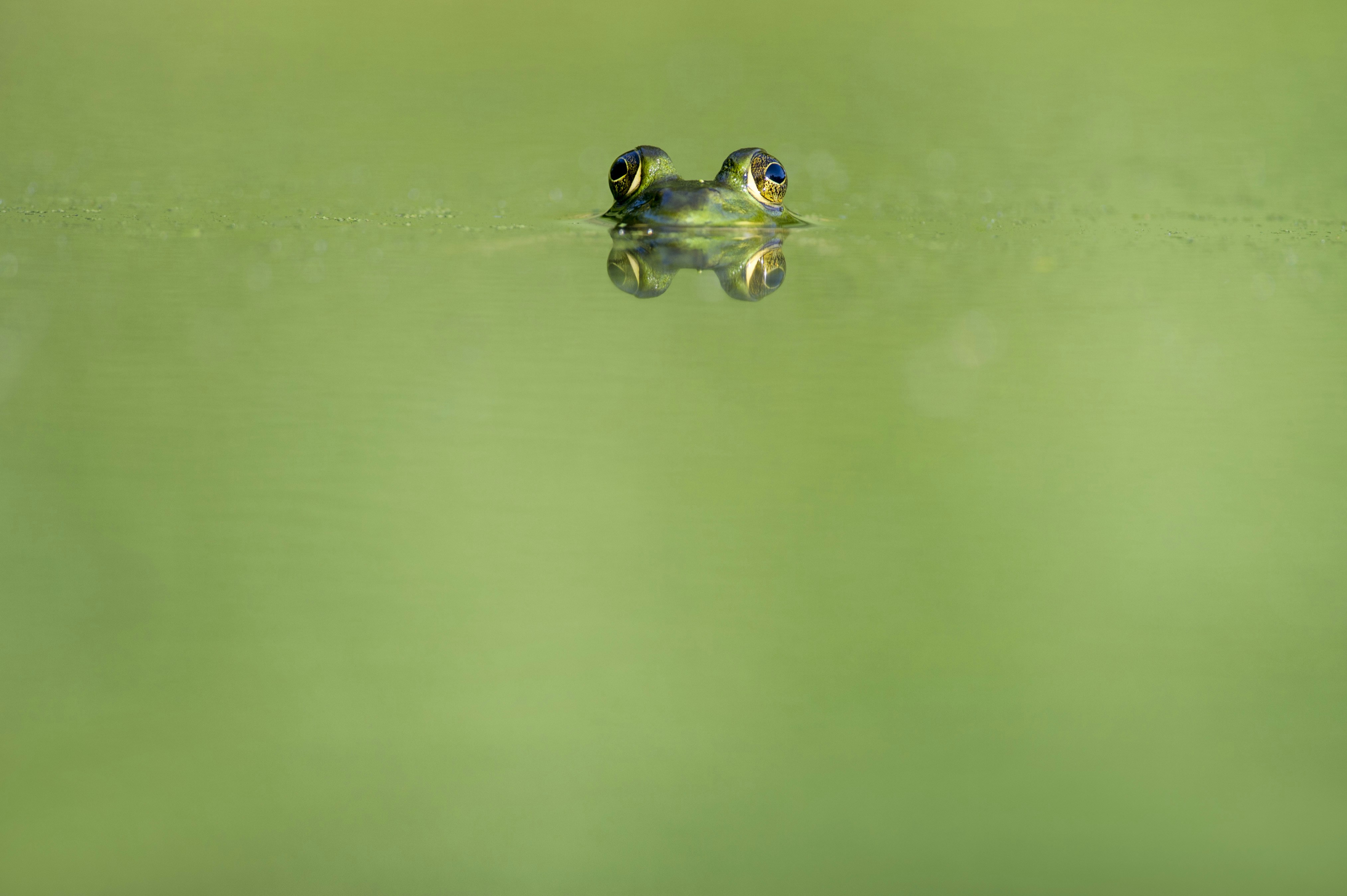 Frog Peeking From Green Pond Water