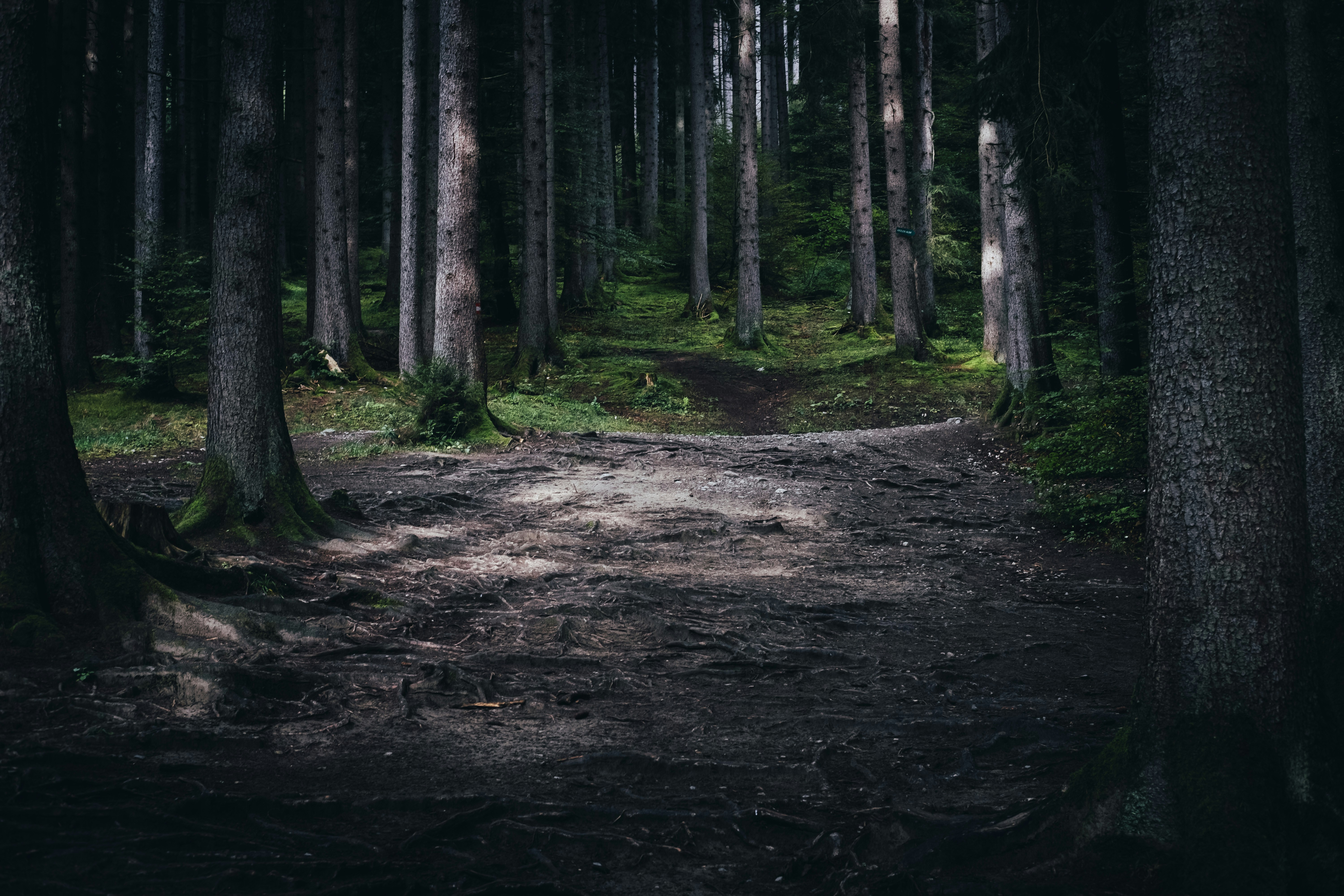 Dirt Path in Dense Forest