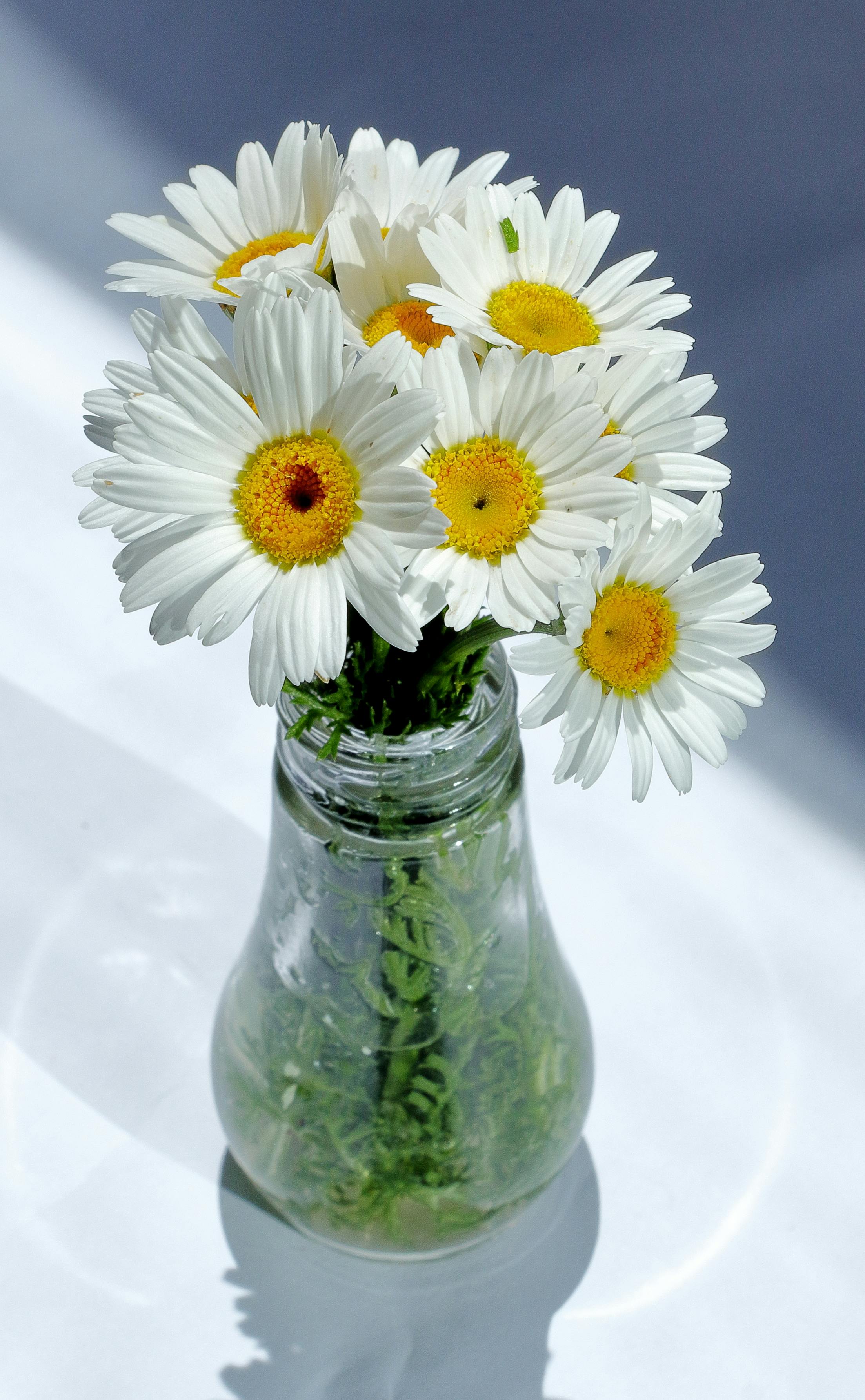 Daisies in a Clear Glass Vase