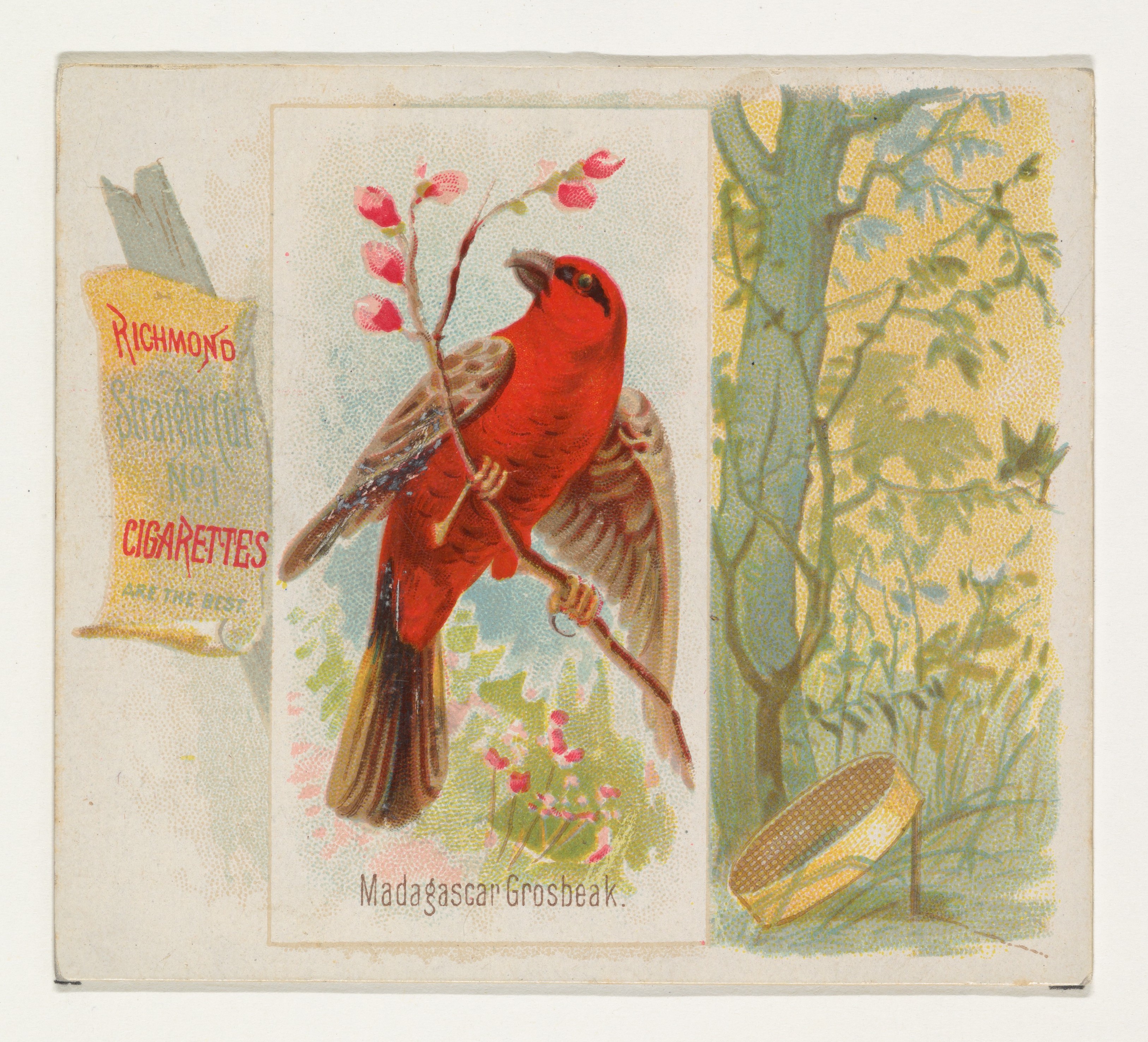 Vintage Madagascar Grosbeak Cigarette Card