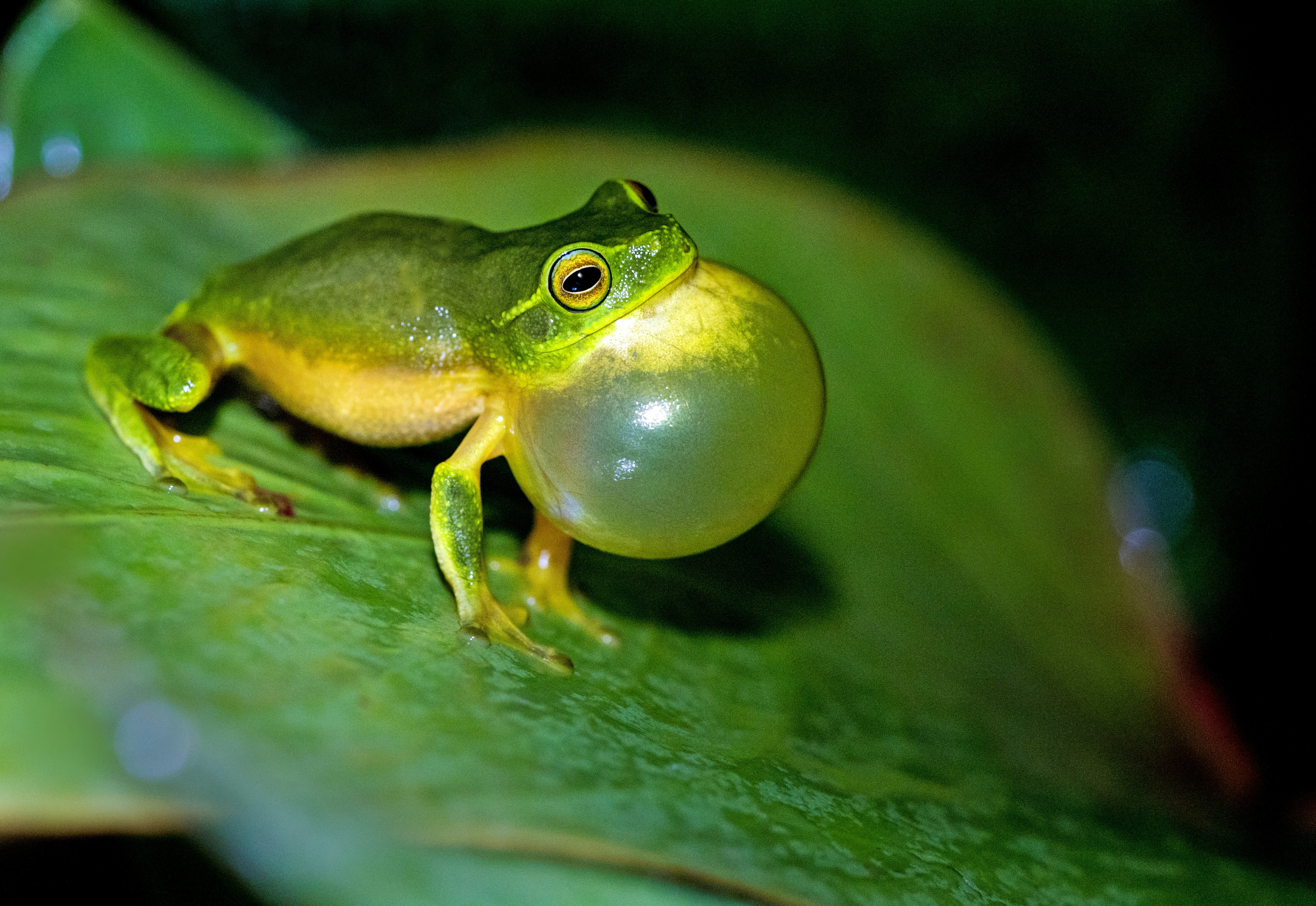 Calling Tree Frog on Green Leaf