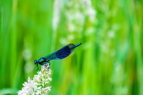 Blue Damselfly Perched on Grass Flower