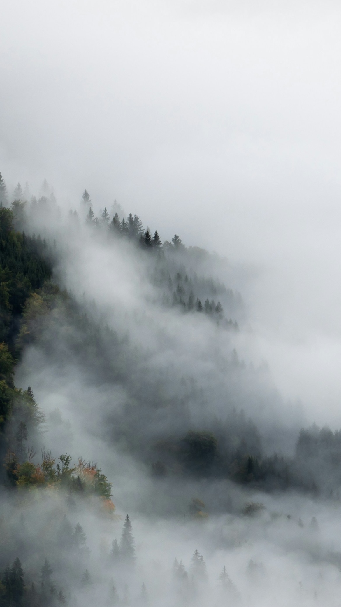 Foggy Mountain Forest Landscape