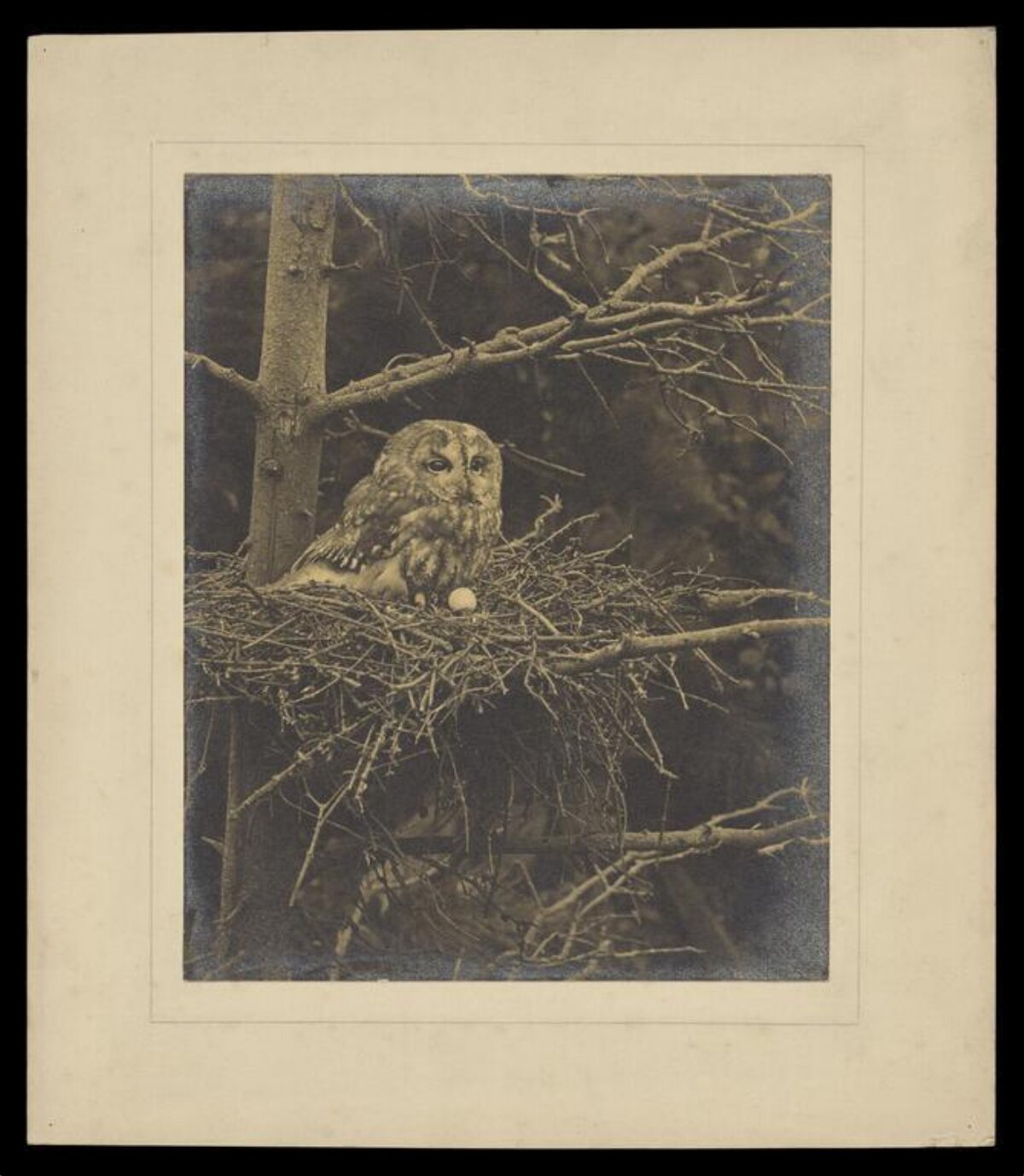 Owl Sitting on Nest