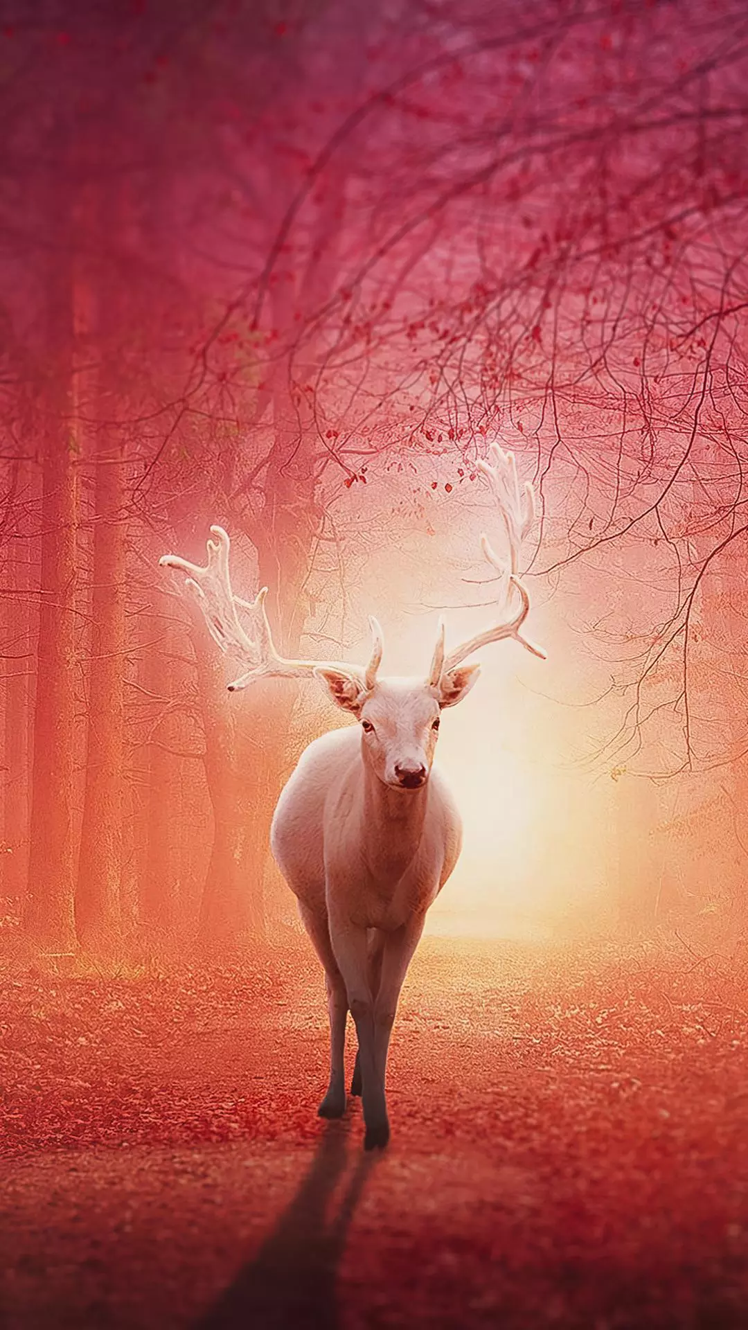 Wallpapers