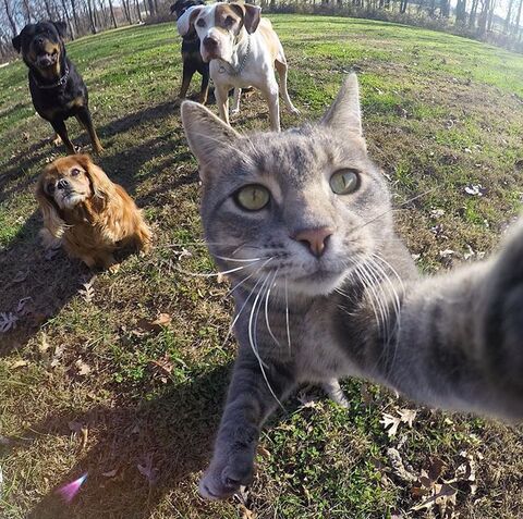 Image 32420 — Pets