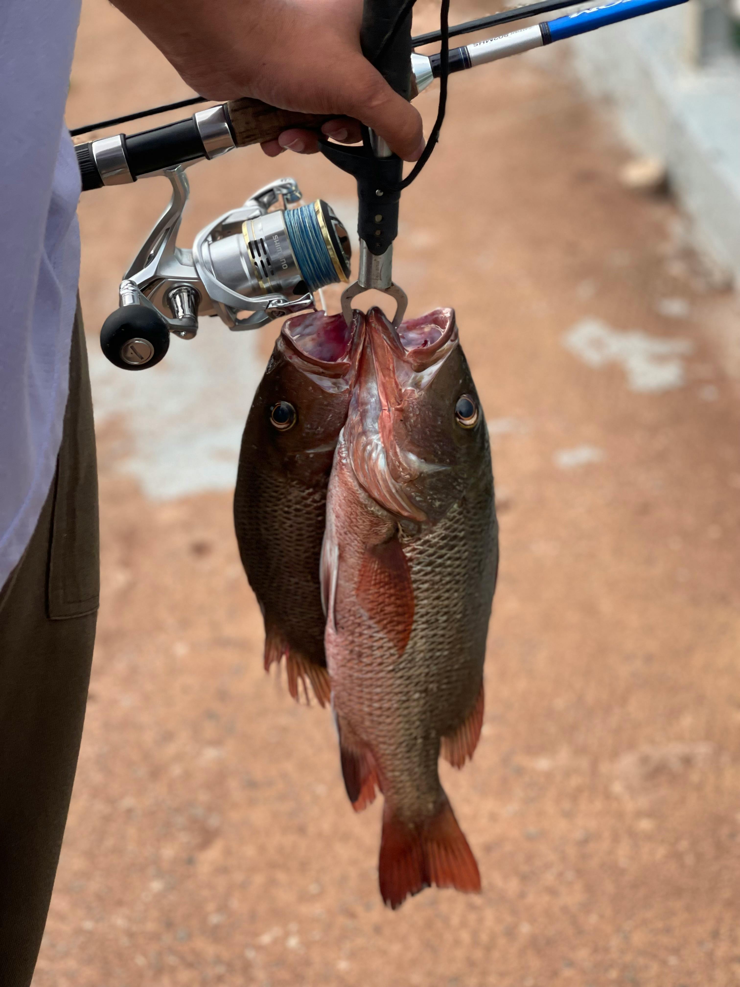 Two Freshly Caught Fish