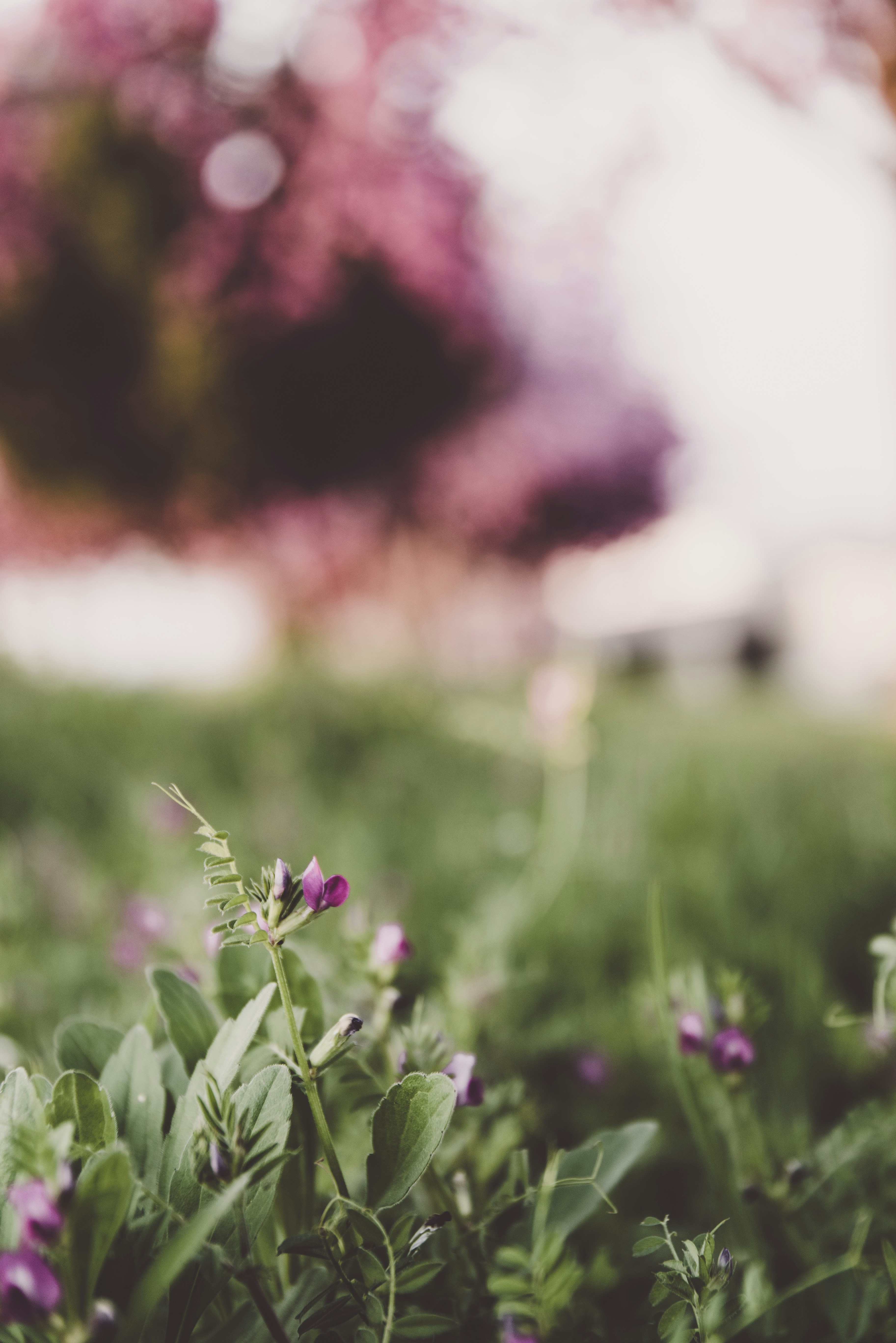 Purple Wildflowers in Green Grass