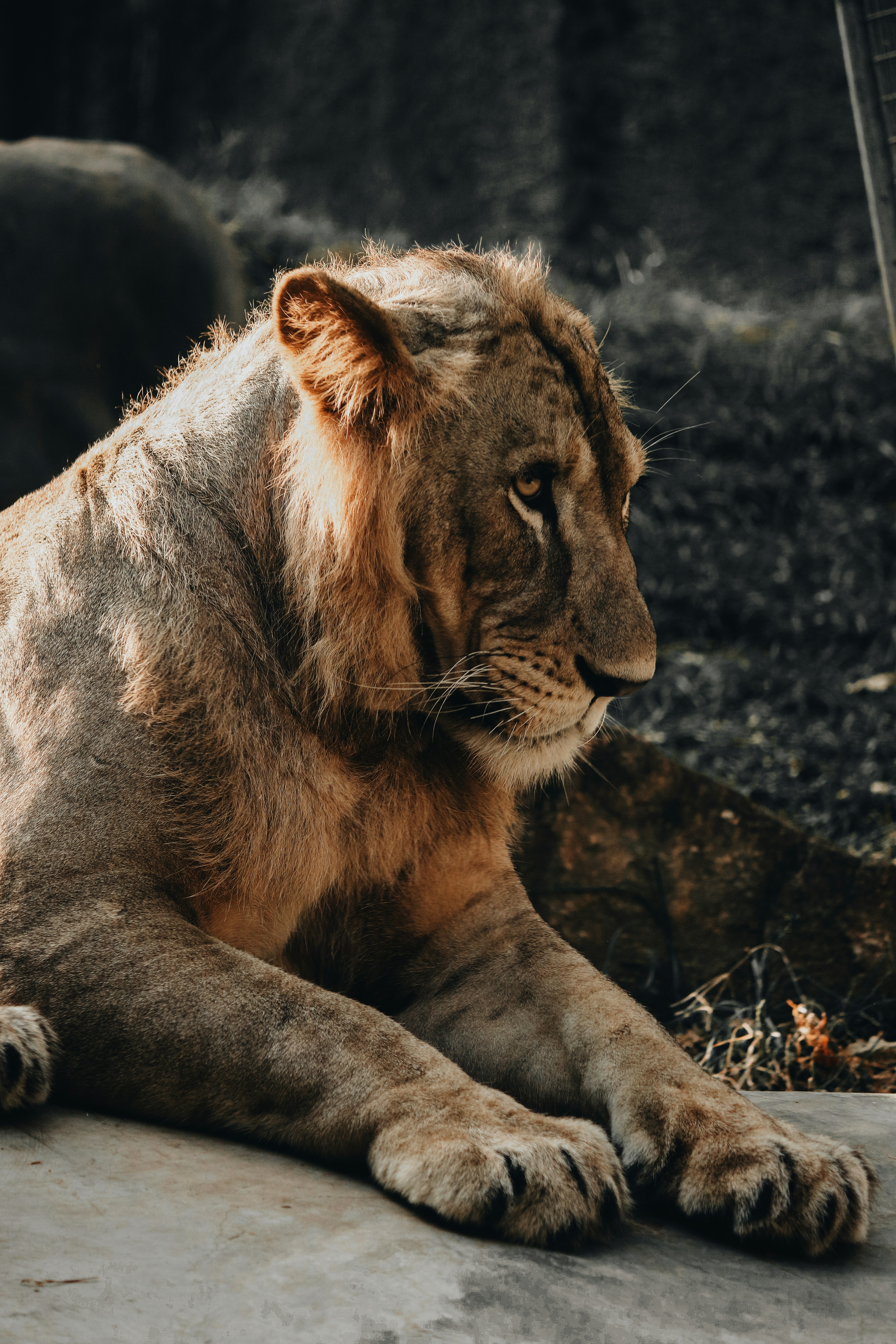 Resting Young Male Lion