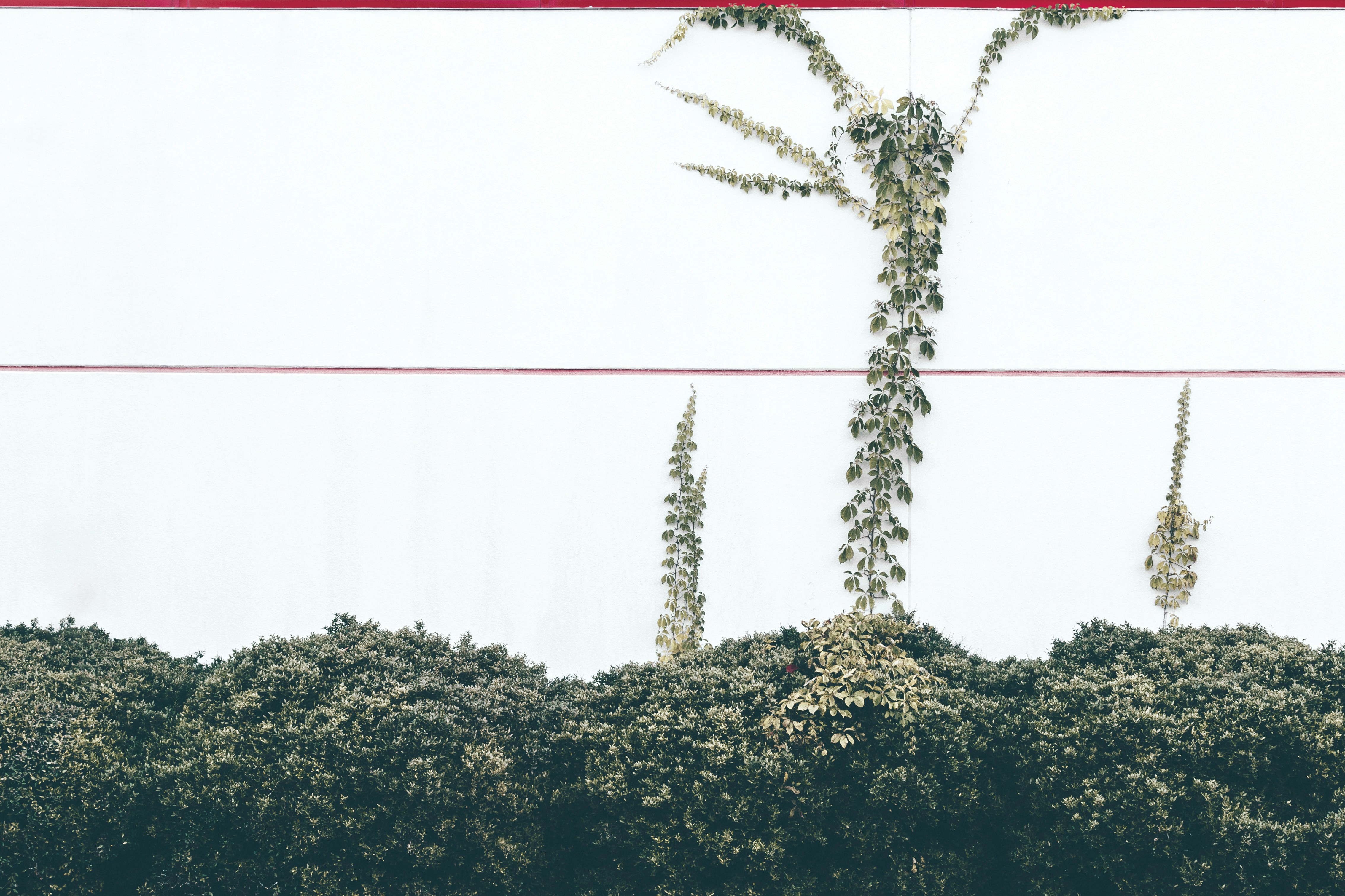 Green Ivy on White Wall